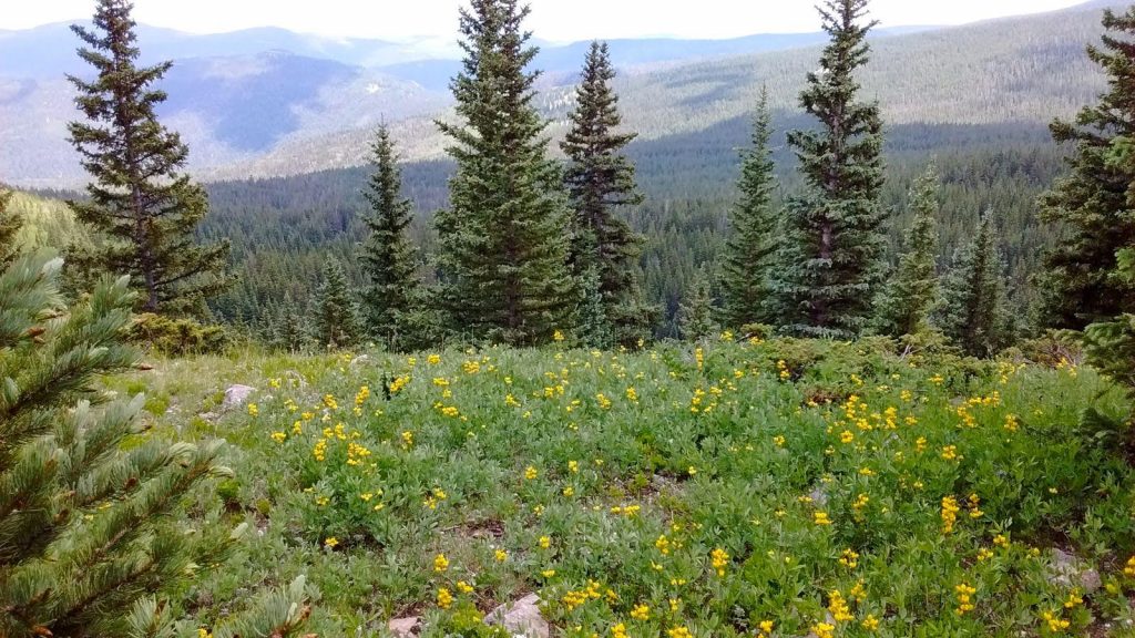 New Mexico Wild Plants Companion – To enjoy the beauty and diversity of 