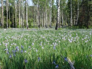 San Pedro Mountains, Santa Fe National Forest. Photo by Lee Regan