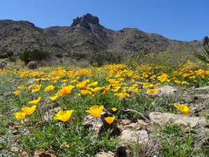 Wildflowers at Rockhound State Park, Florida Mountains. Photo by Lee Regan