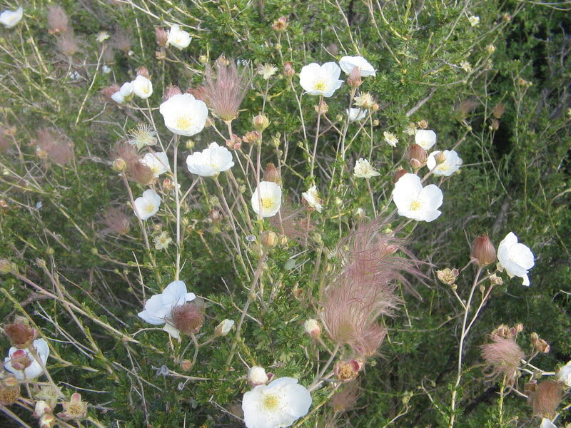 Fallugia paradoxa