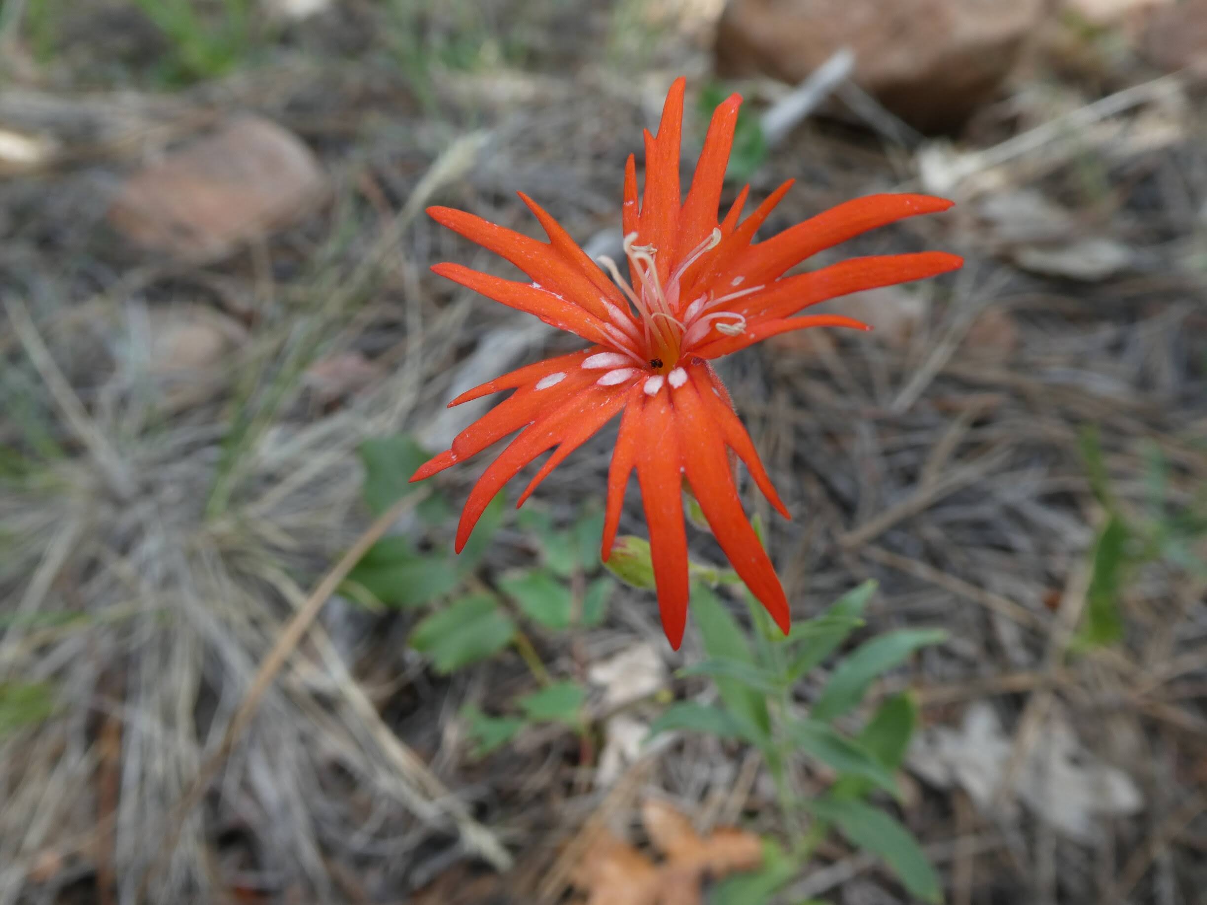 Silene laciniata