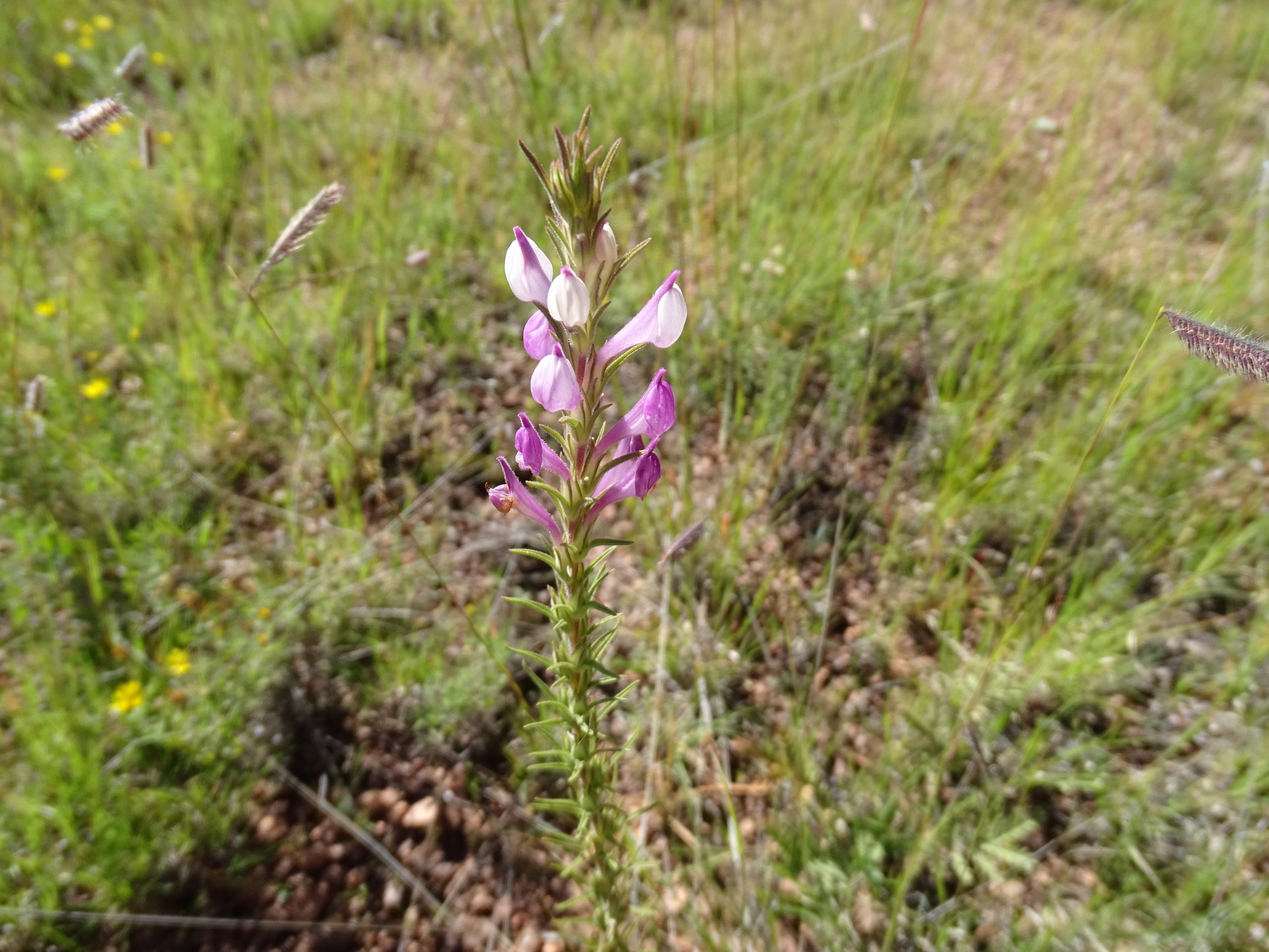 Orthocarpus purpurea-albus