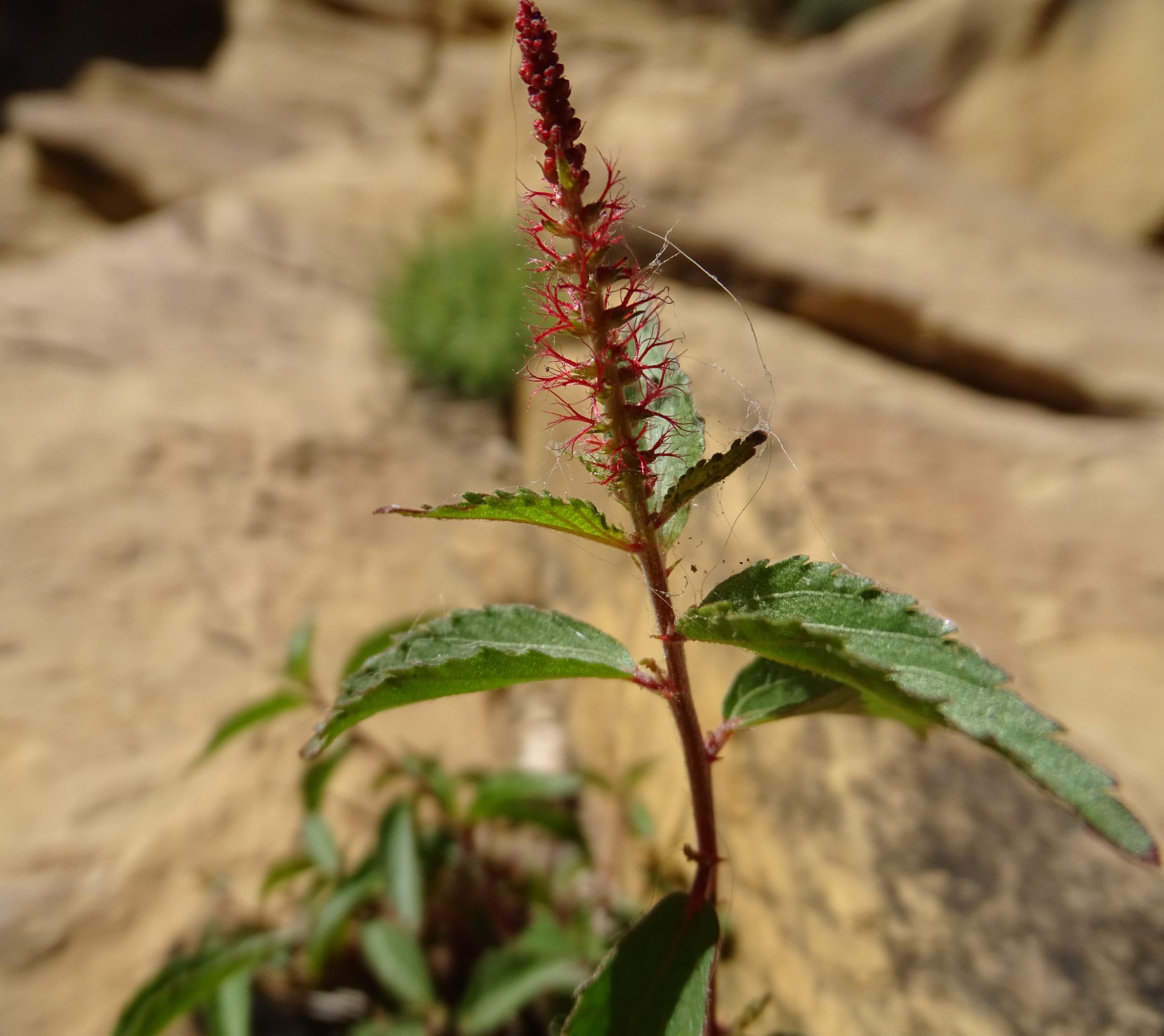 Acalypha phleoides