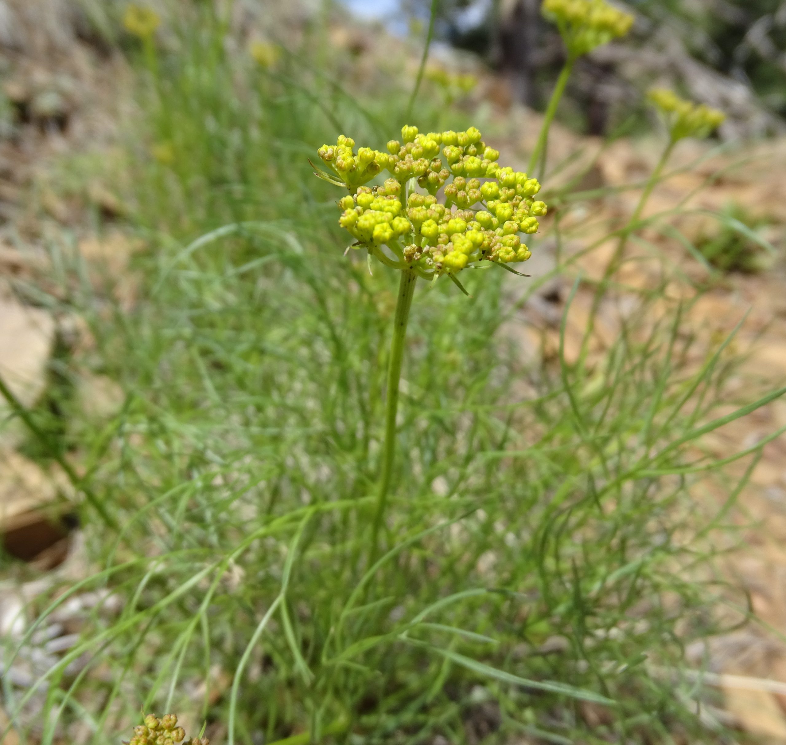 Aletes filifolius