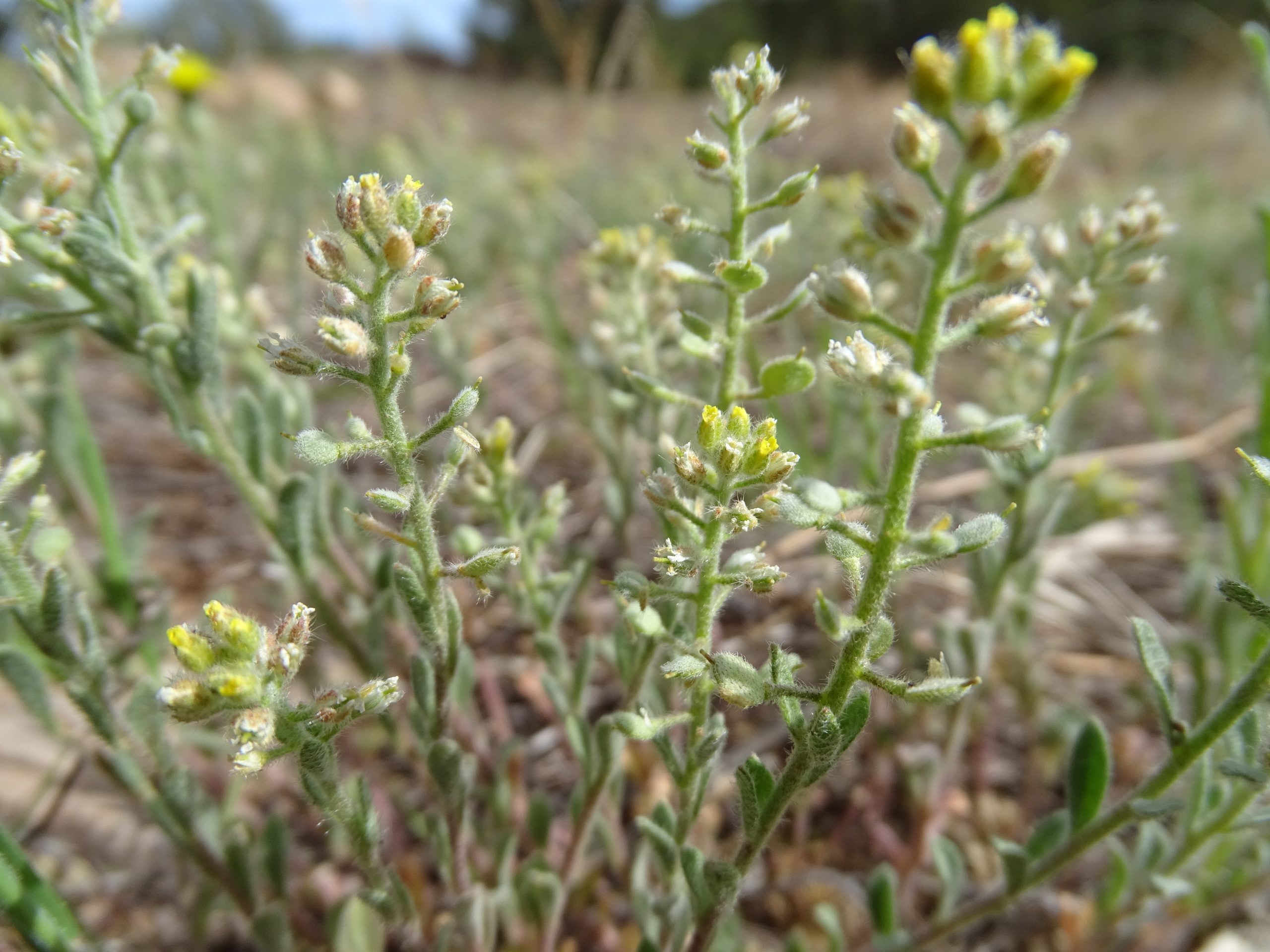 Alyssum simplex