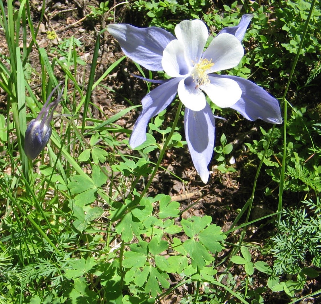 Aquilegiua coerulea