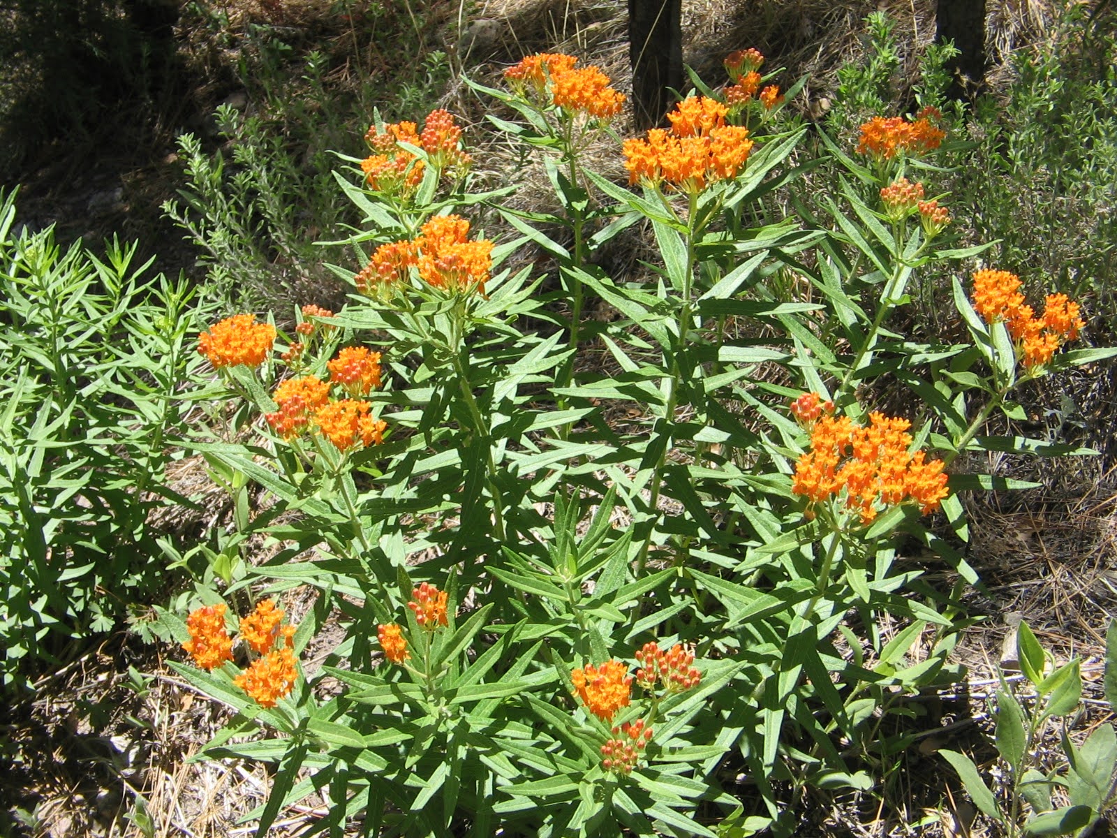 Asclepsias tuberosa