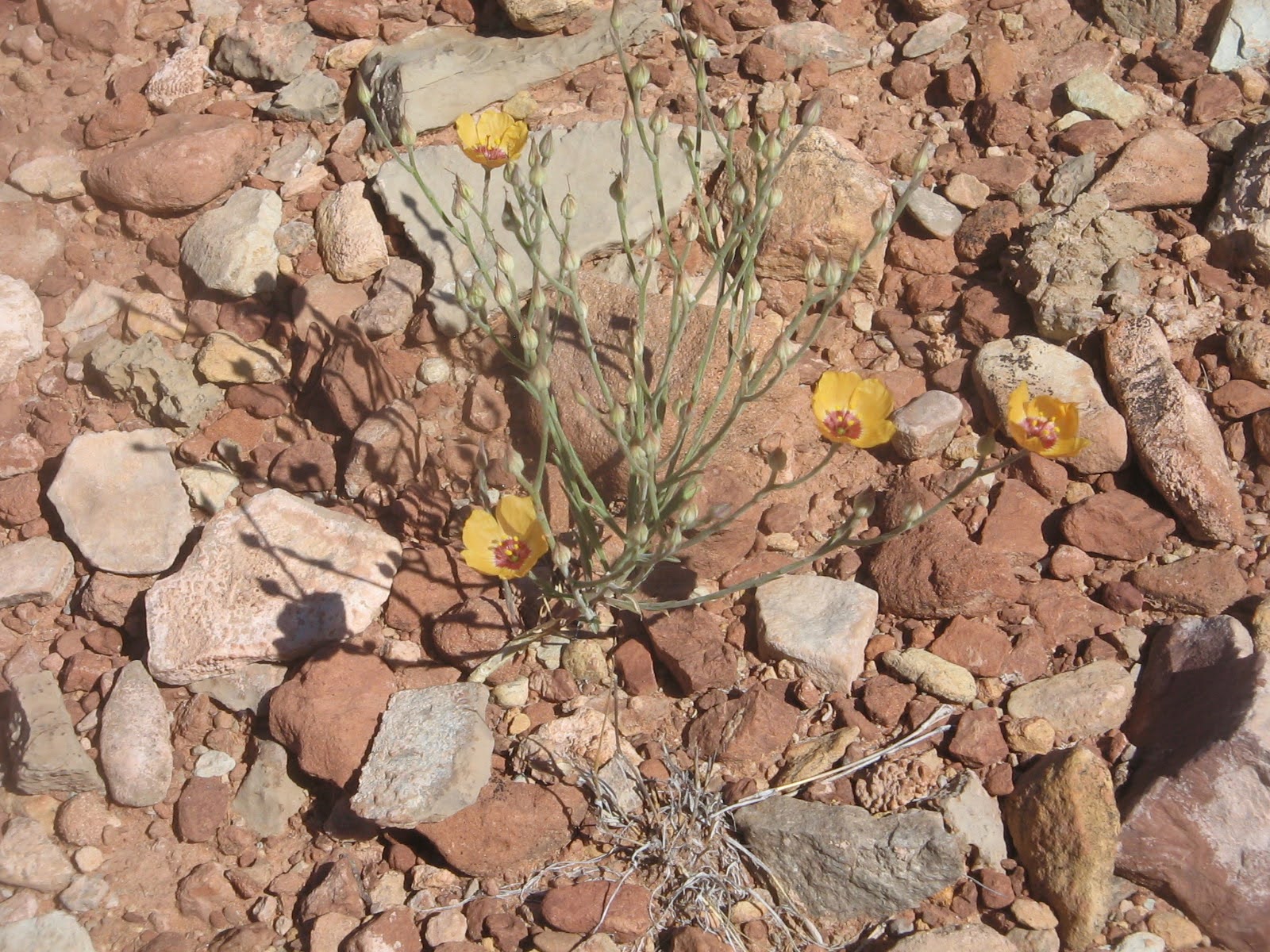 Linum vernale