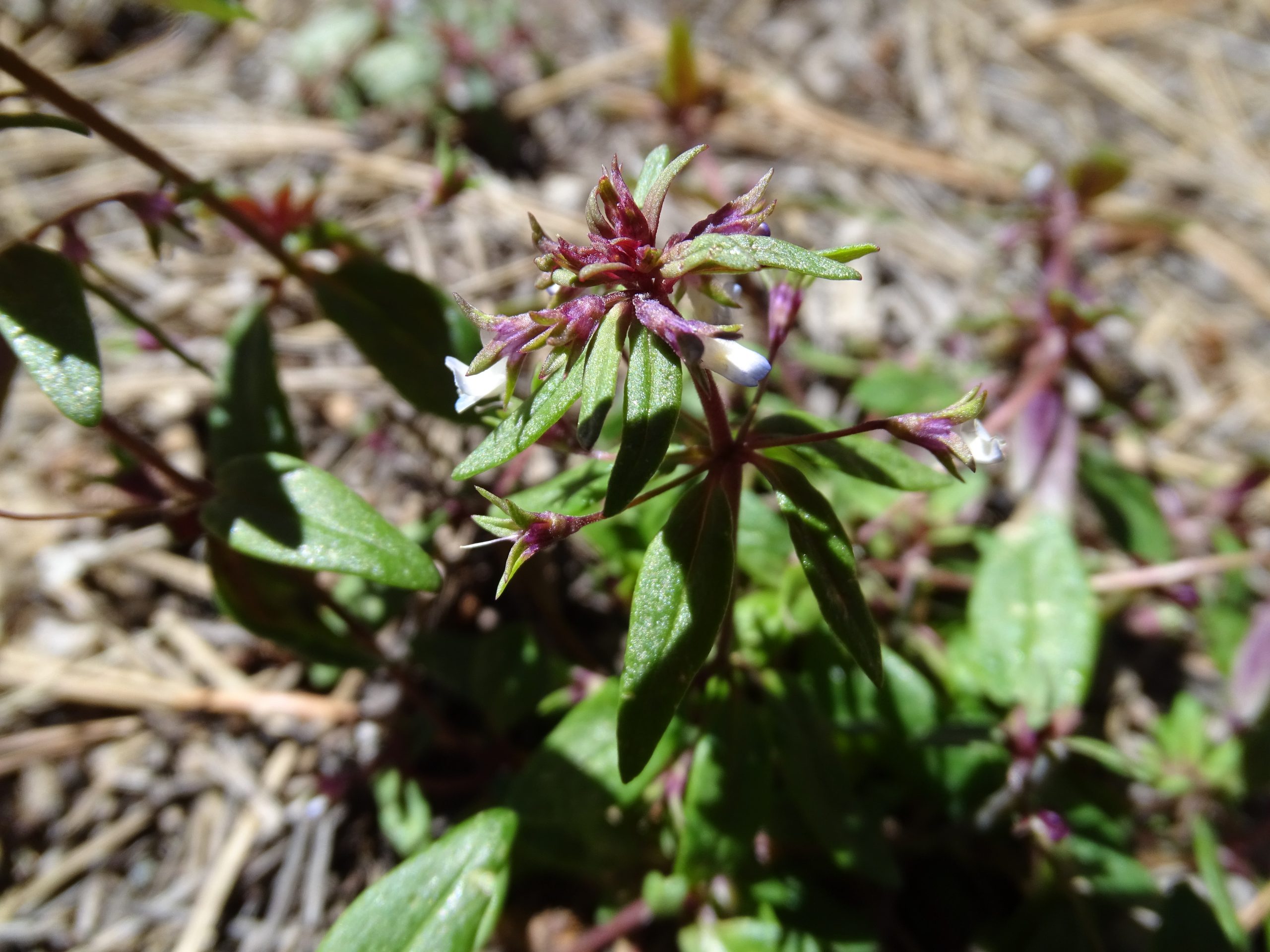 Collinsia parviflora