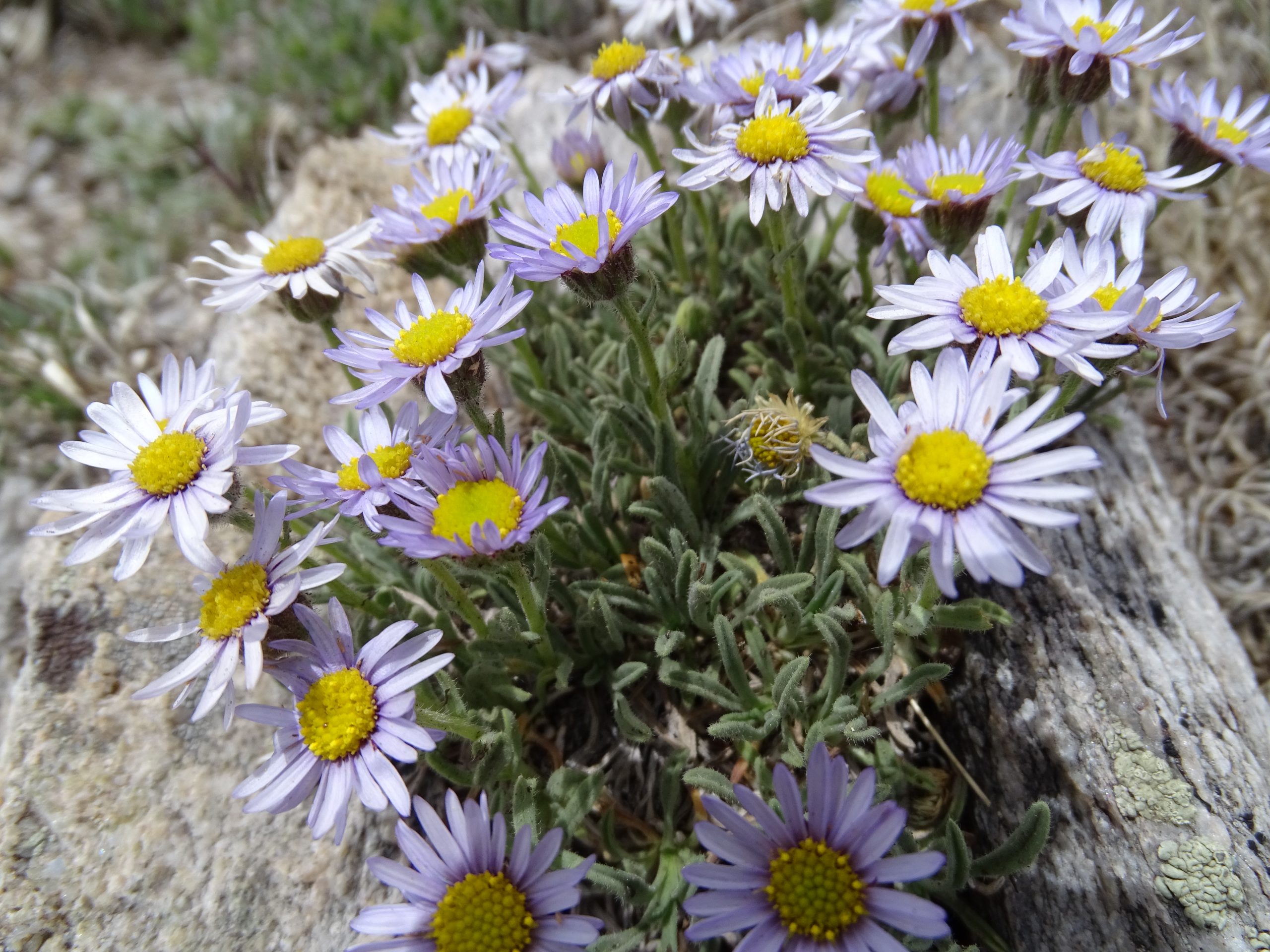 Erigeron vetensis