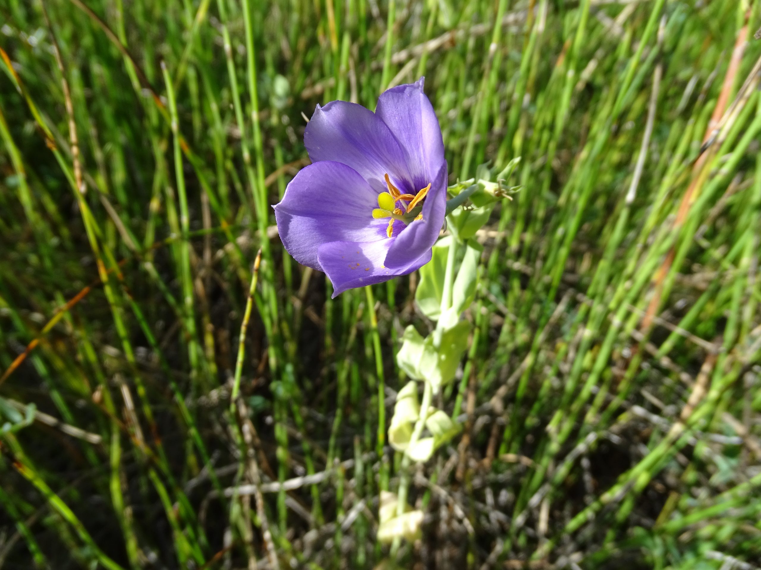 Eustoma exaltatum