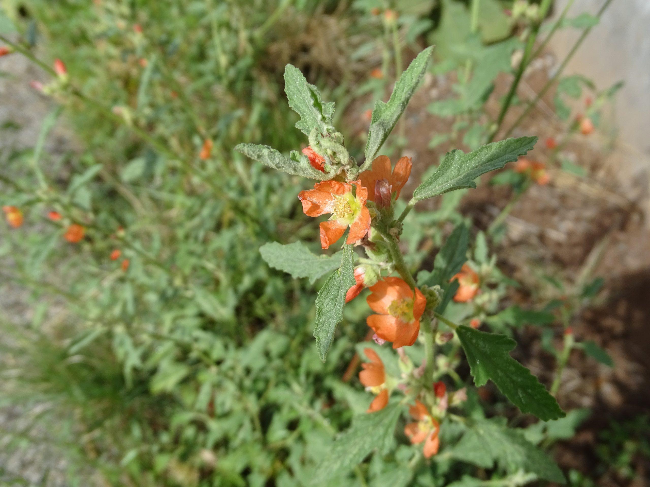 Sphaeralcea fendleri