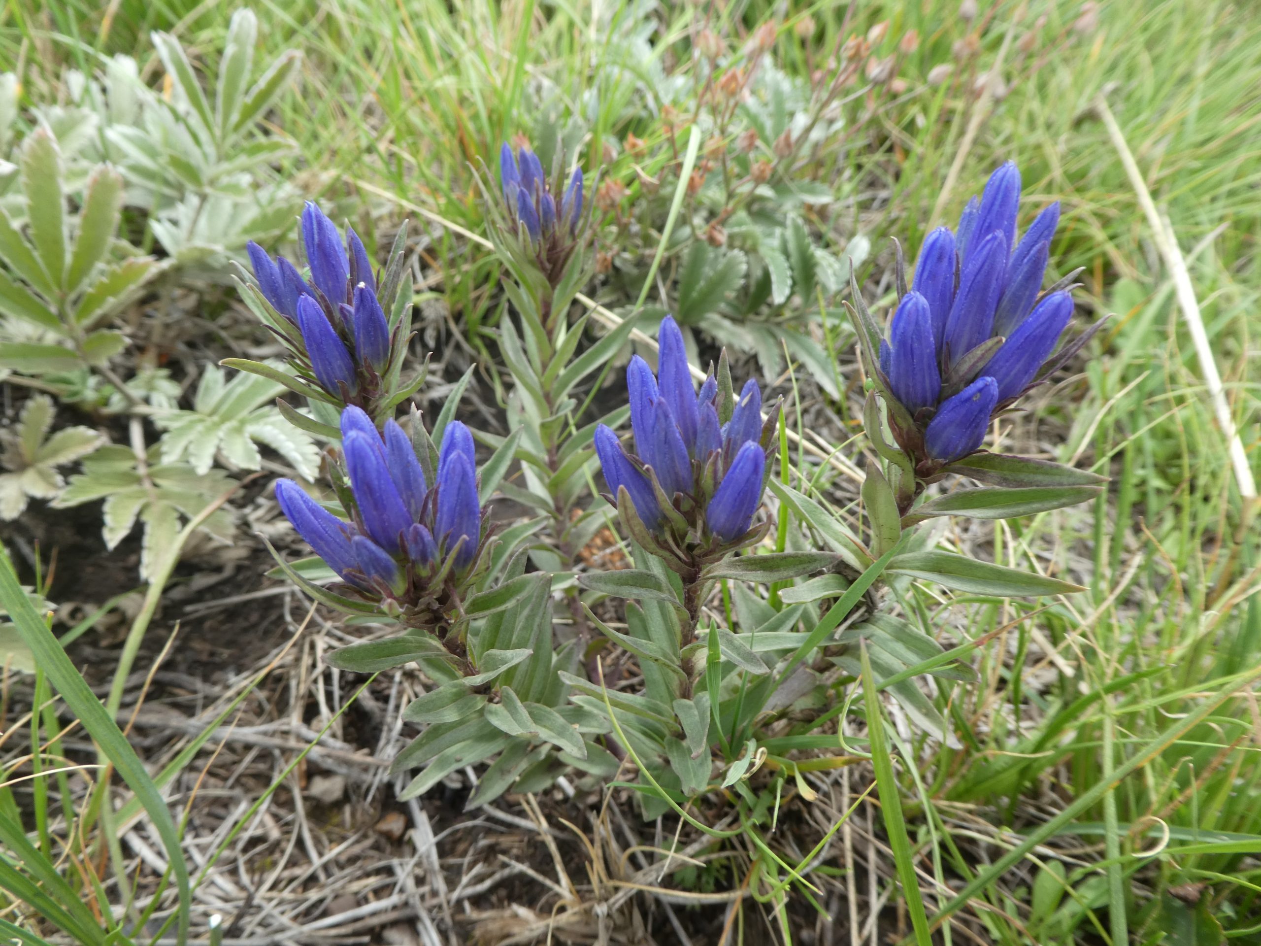 Gentiana affinis