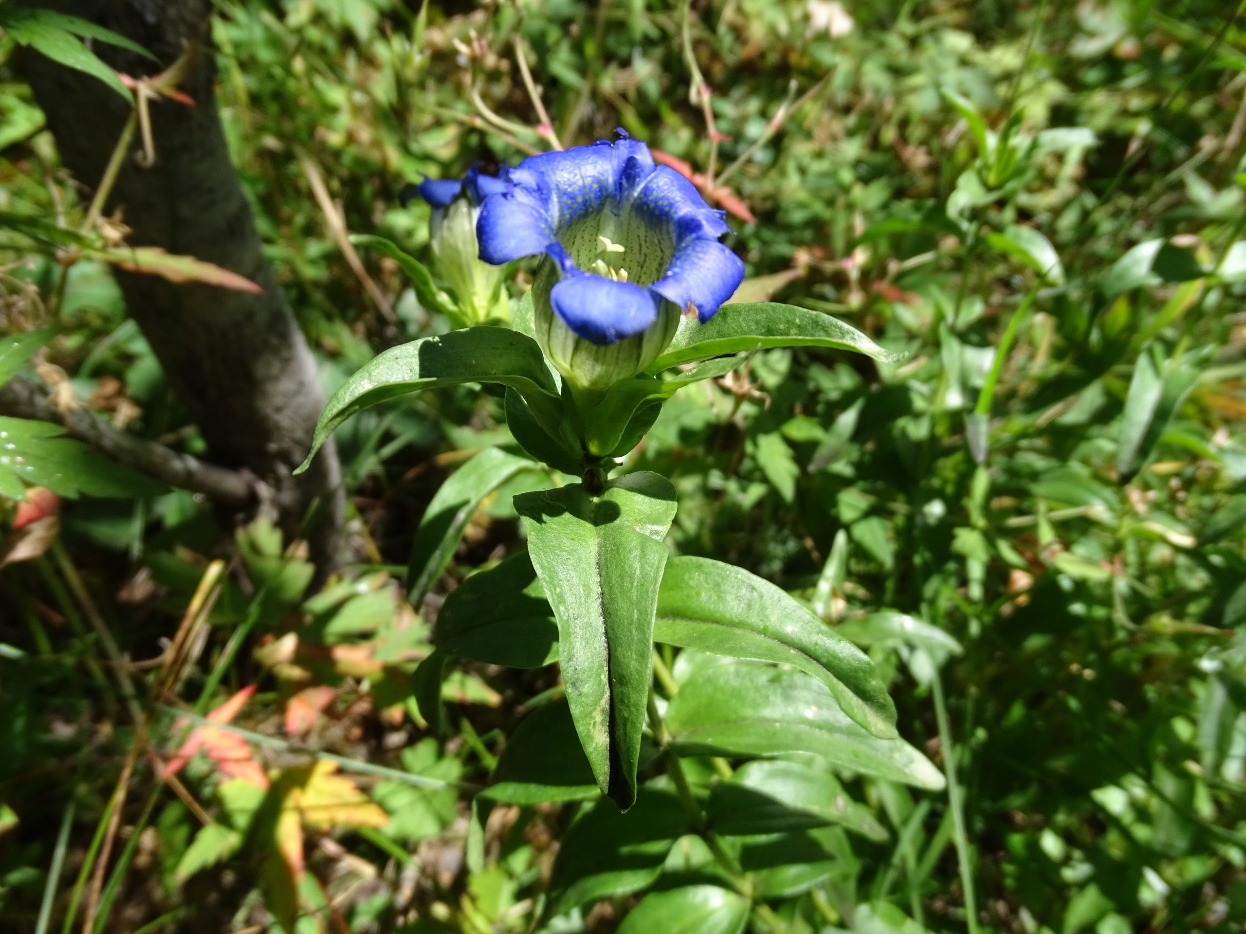 Gentiana parryi