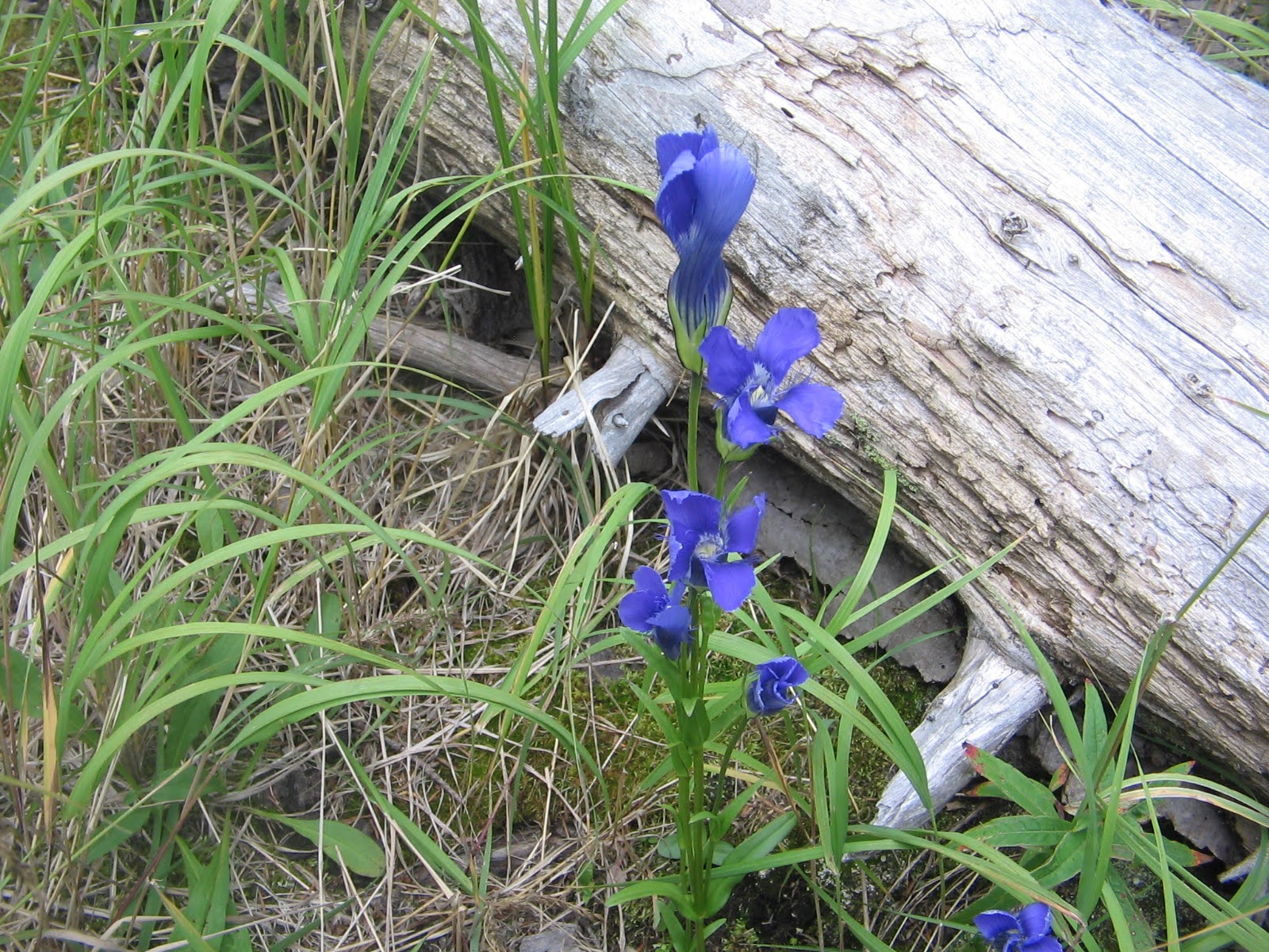 Gentianopsis thermalis