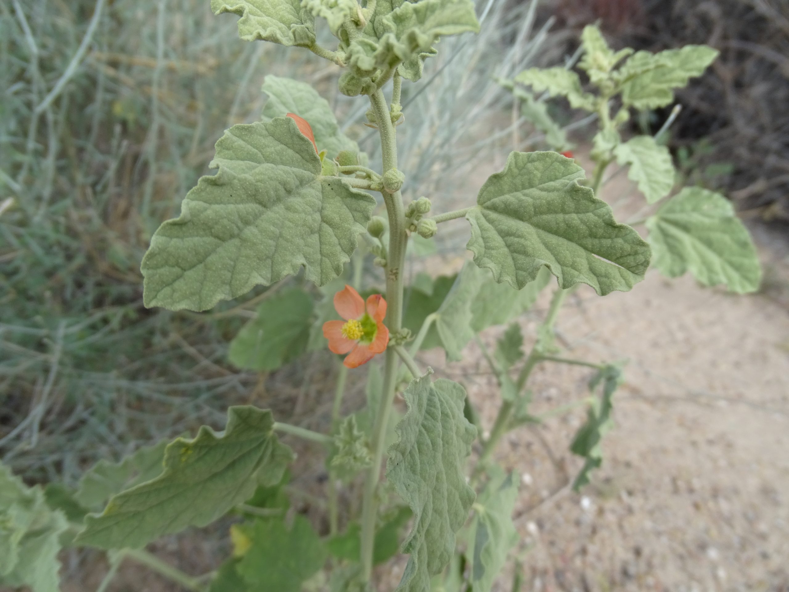 Sphaeralcea sp.