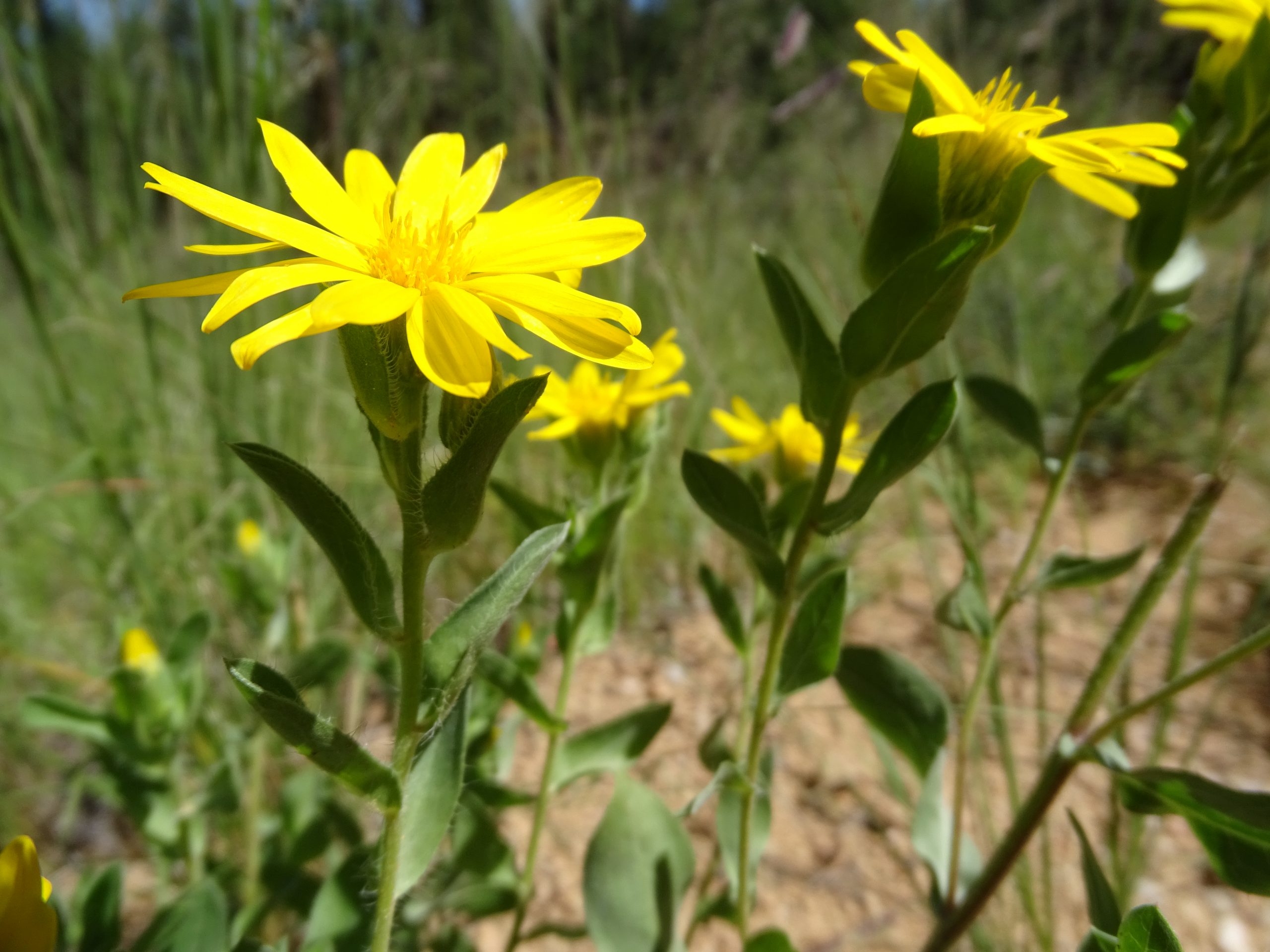 Heterotheca fulcrata