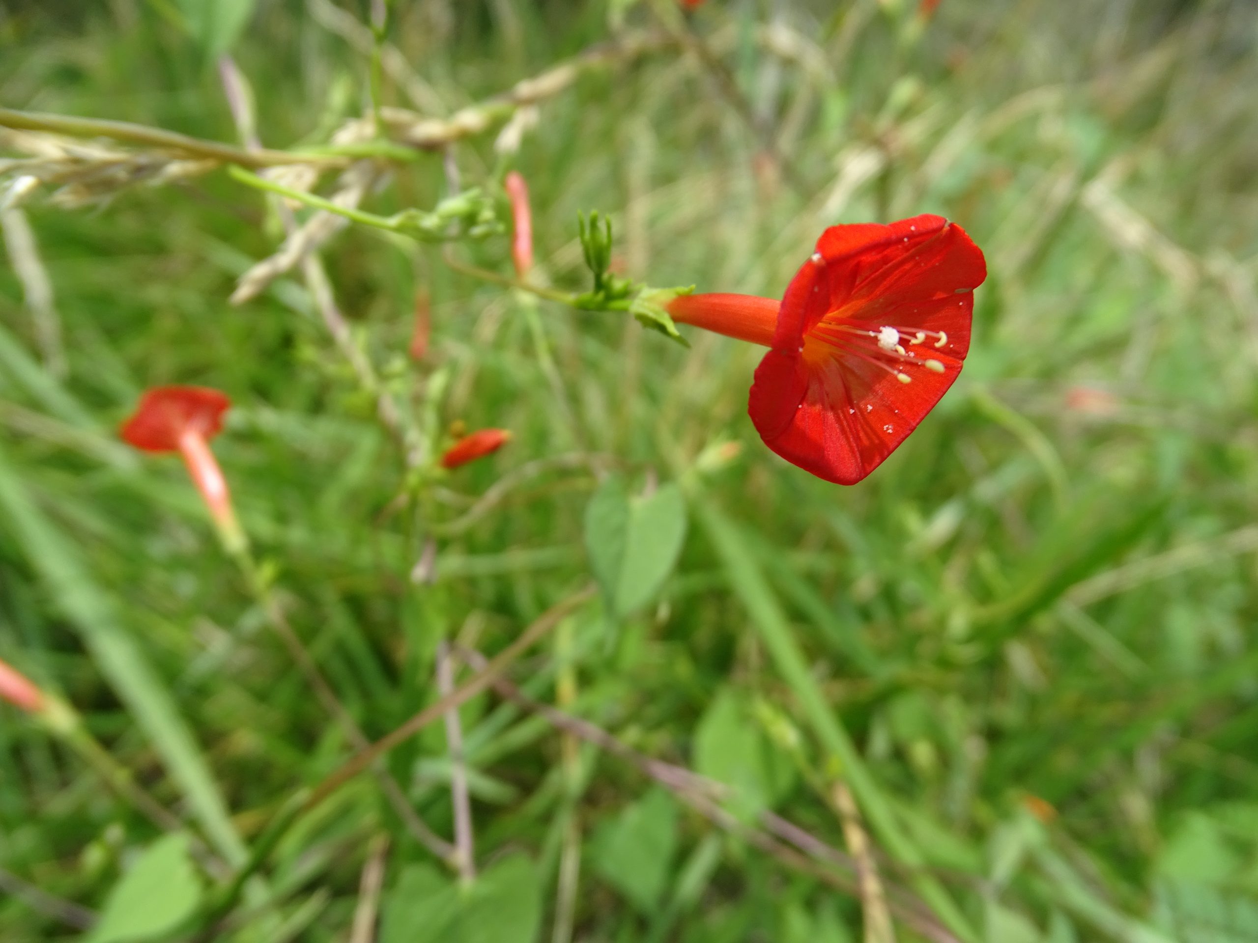 Ipomoea cristulata