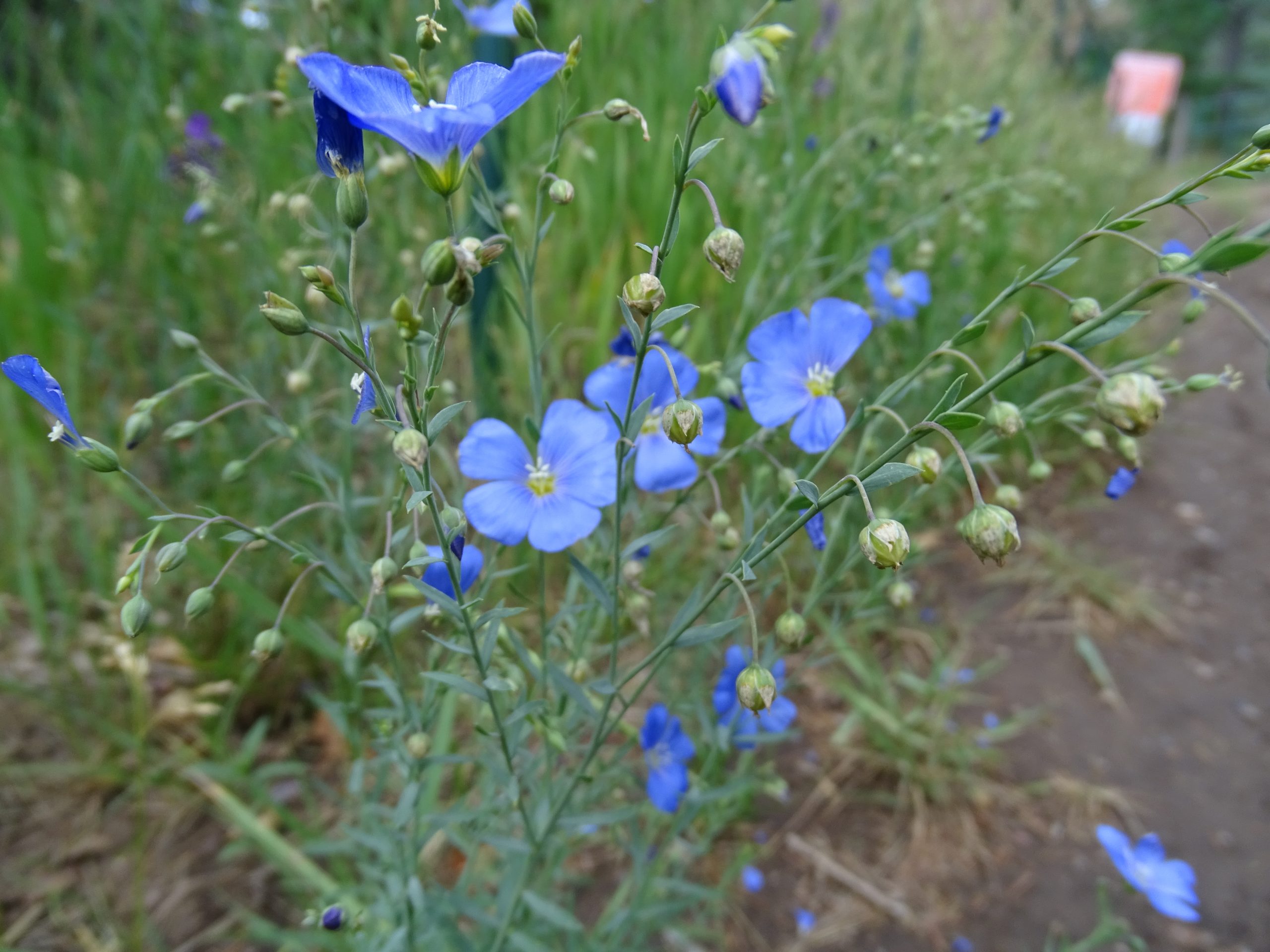 Linum lewisii