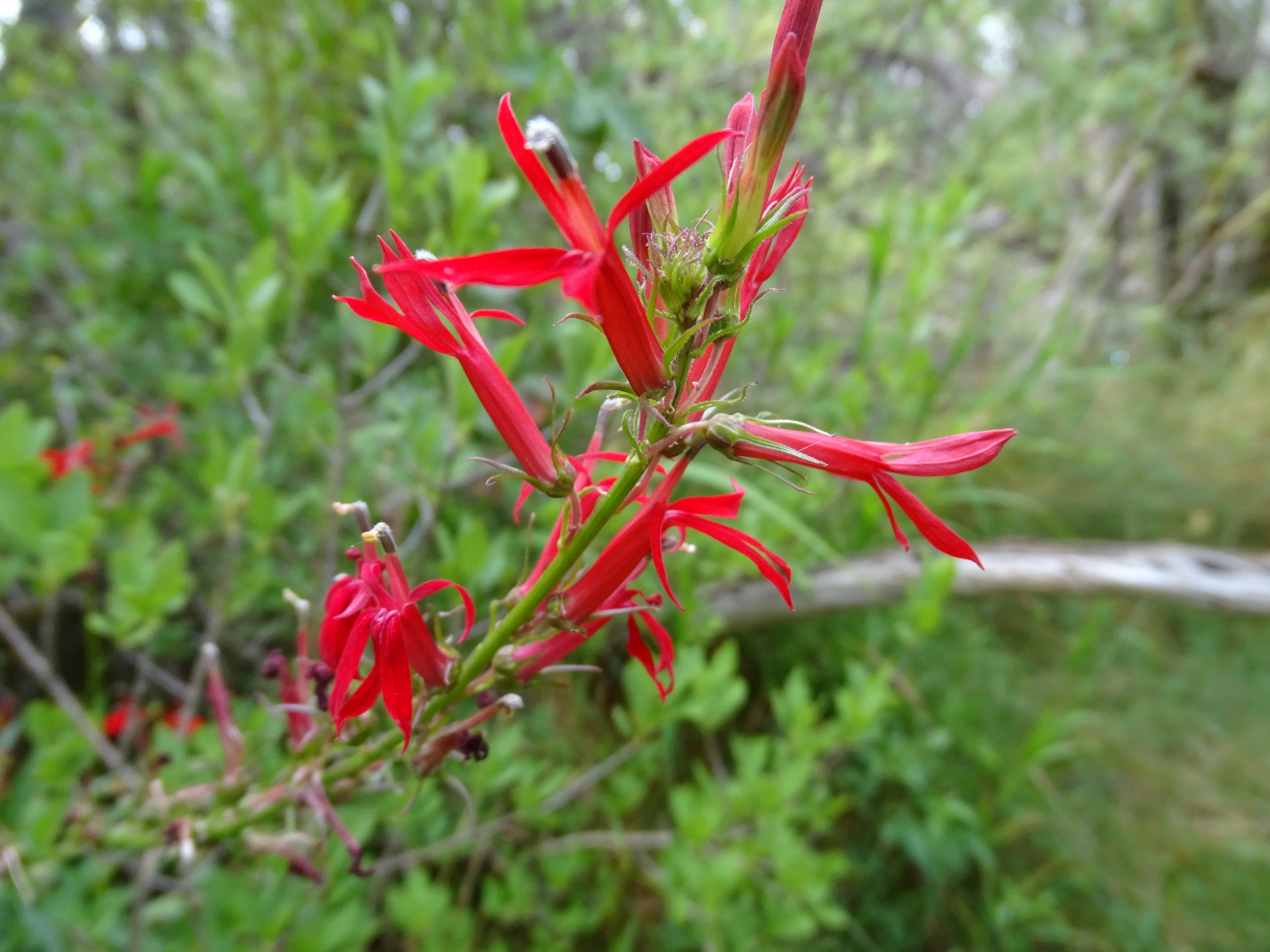 Lobelia cardinalis