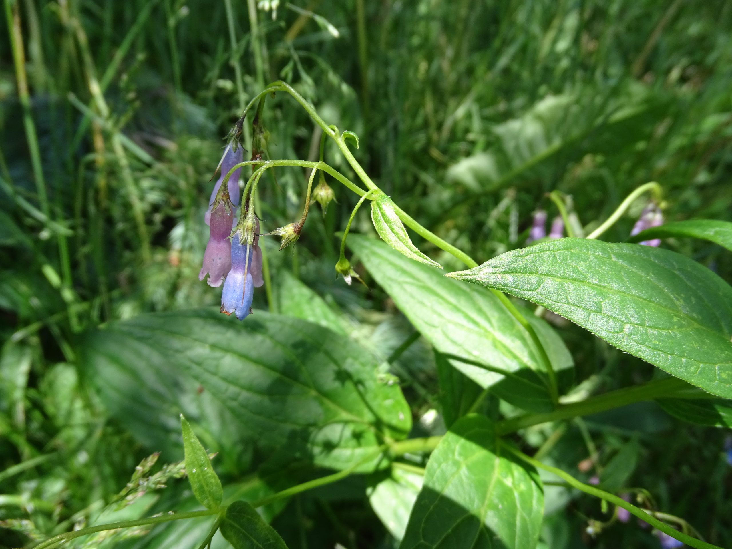 Mertensia franciscana