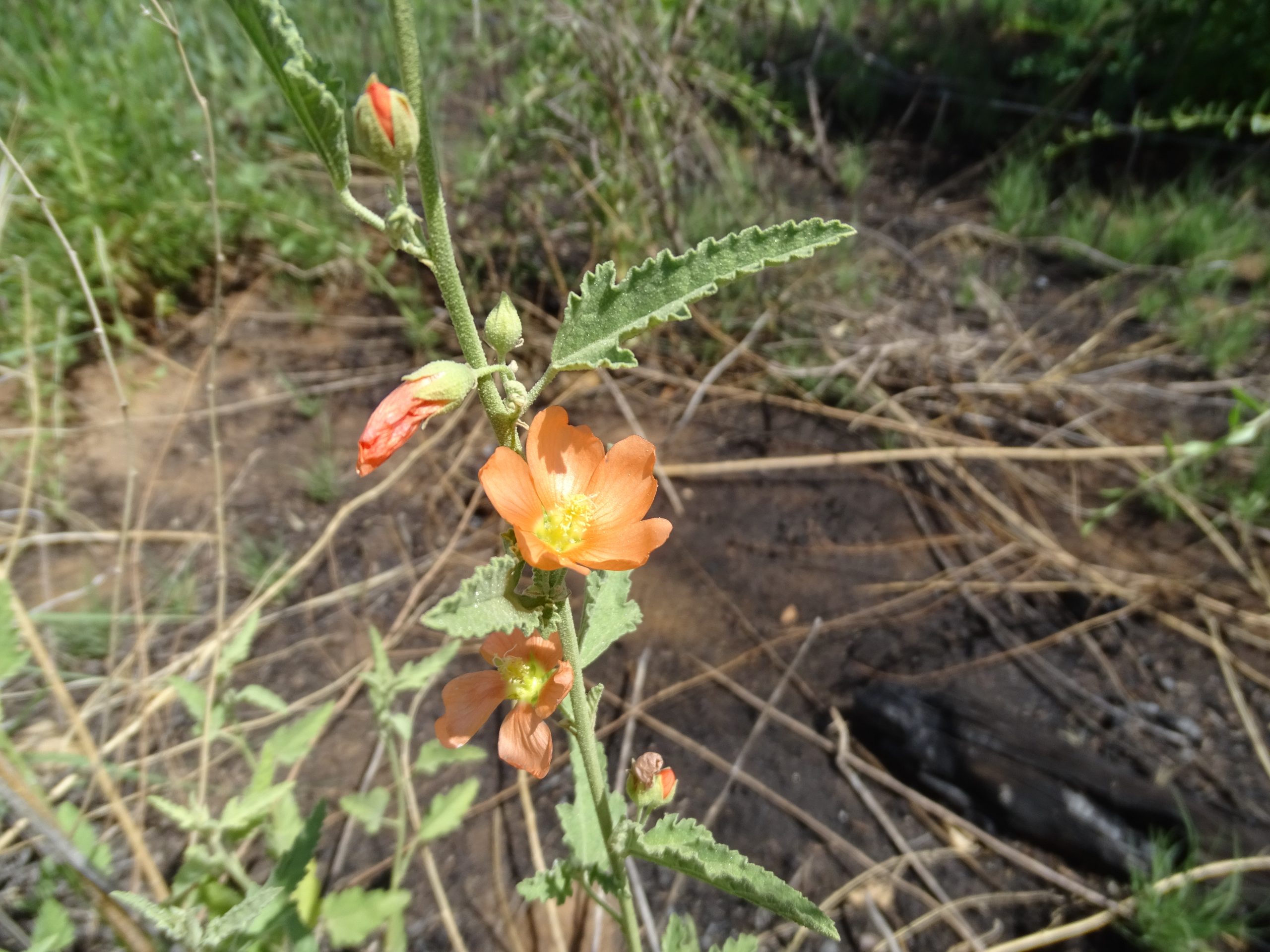 Sphaeralcea angustifolia