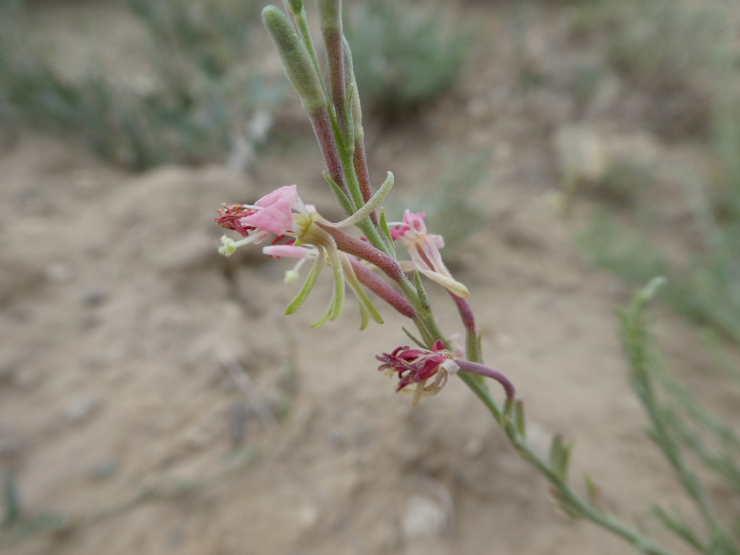 Oenothera suffrutescens