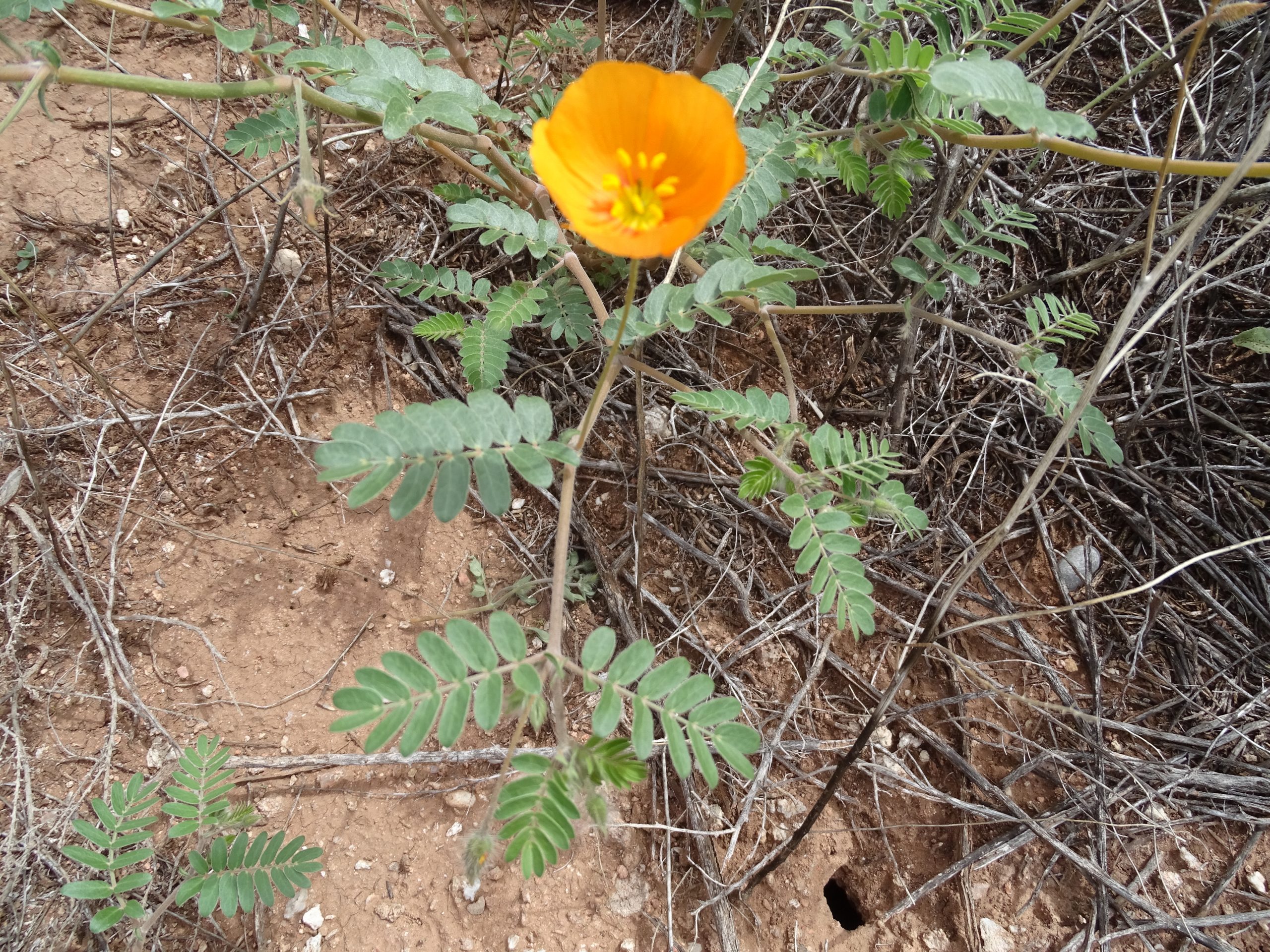 Kallstroemia grandiflora