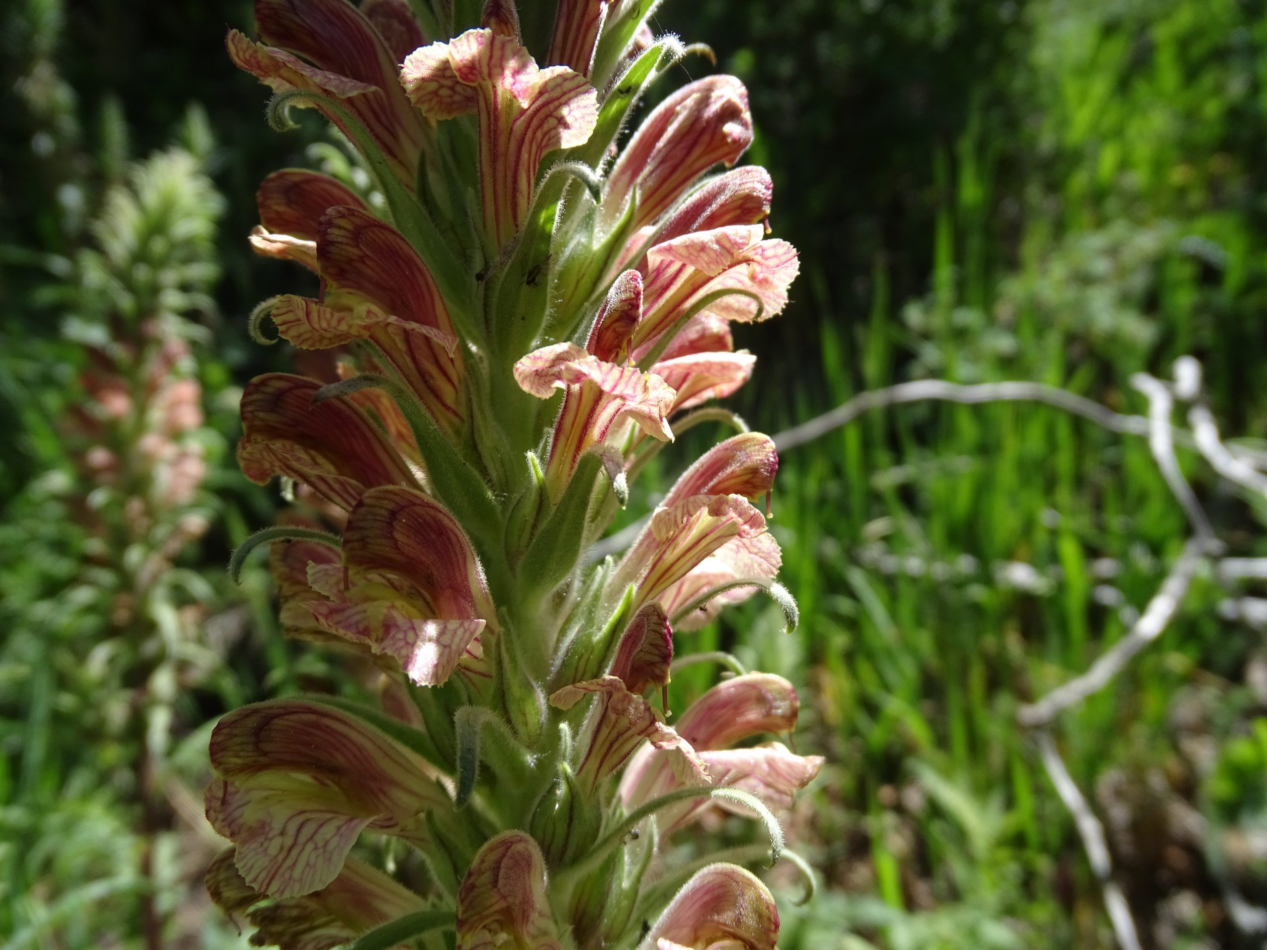 Pedicularis procera