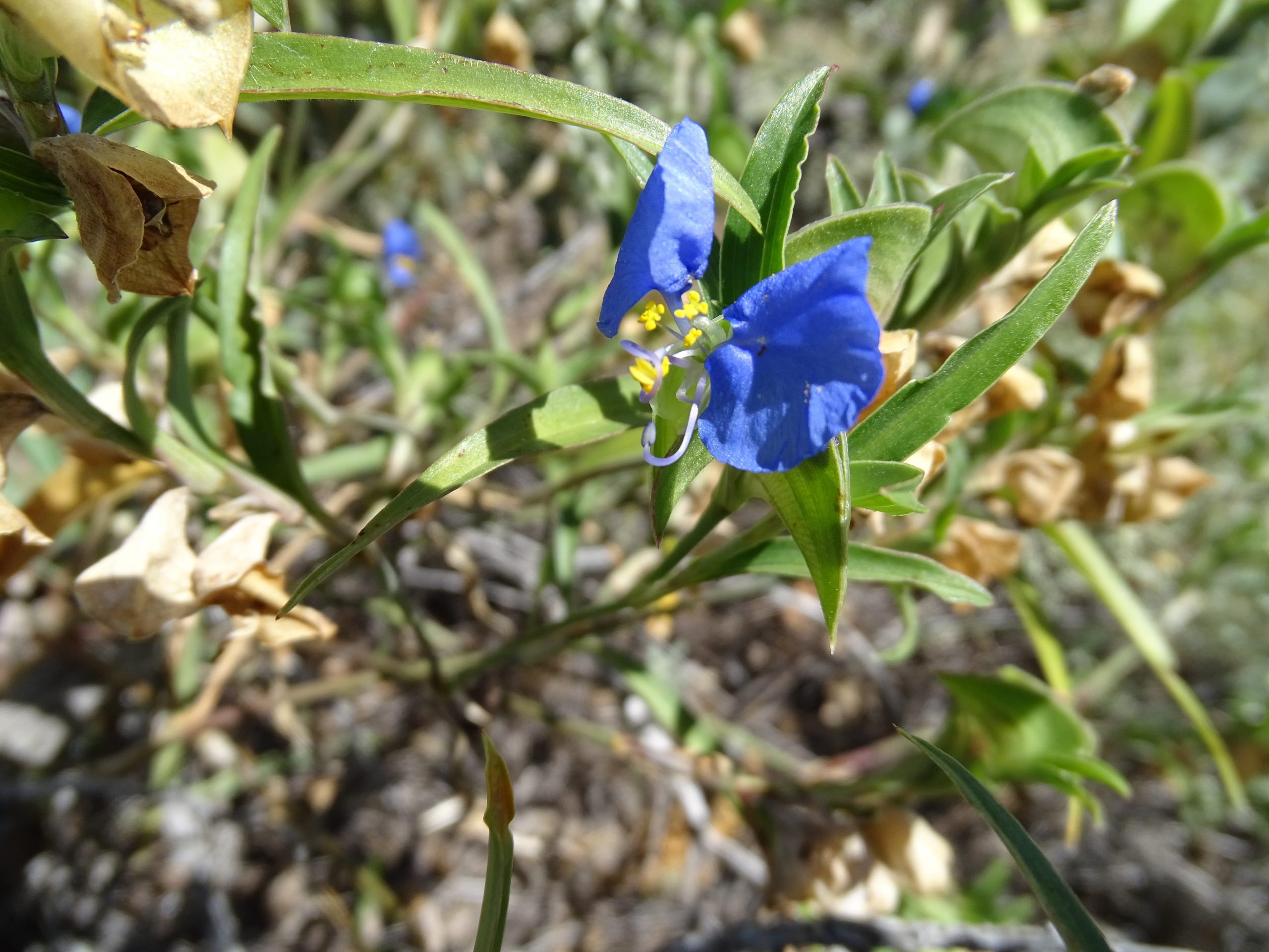 Commelina erecta