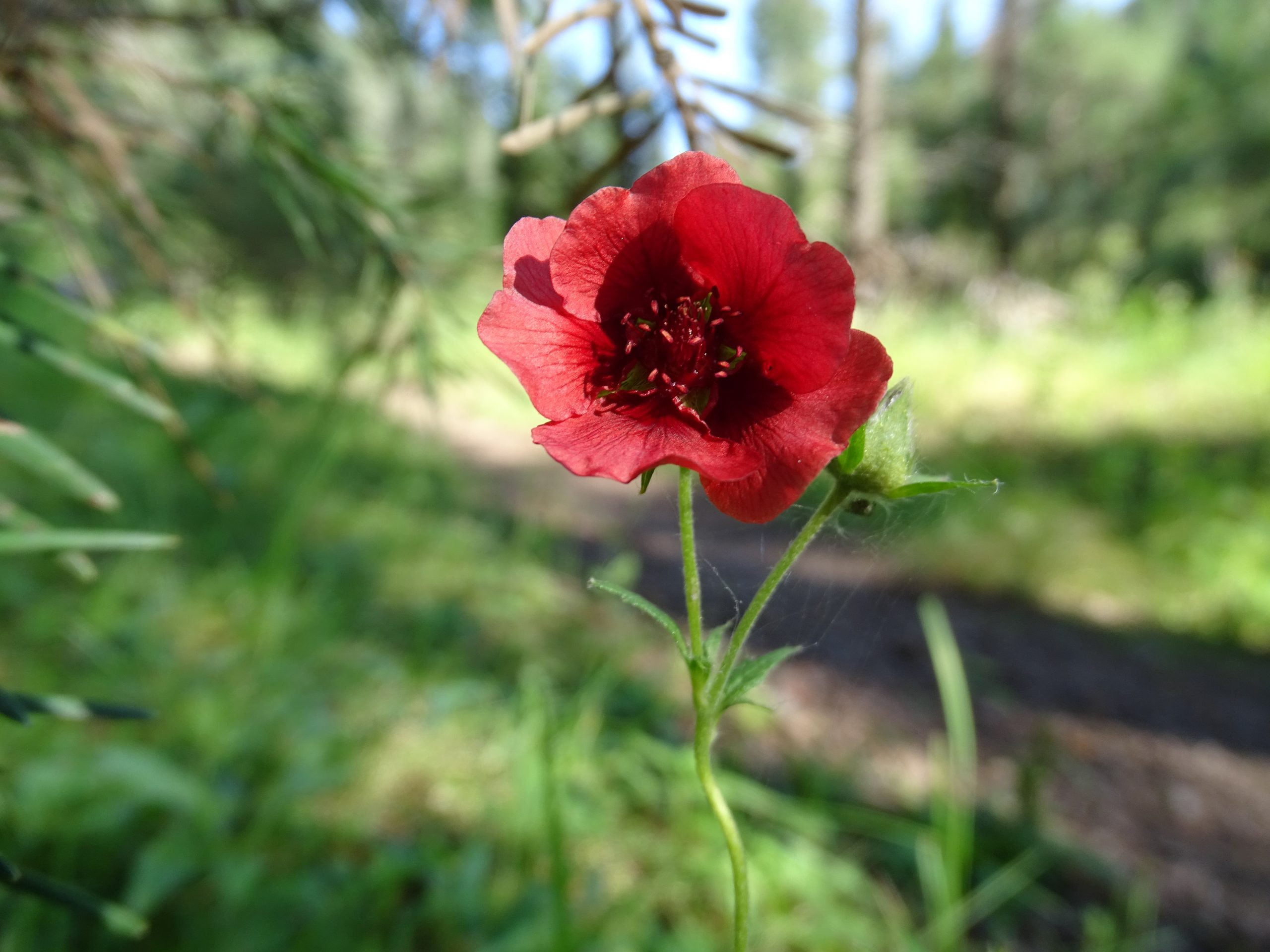 Potentilla thurberi   