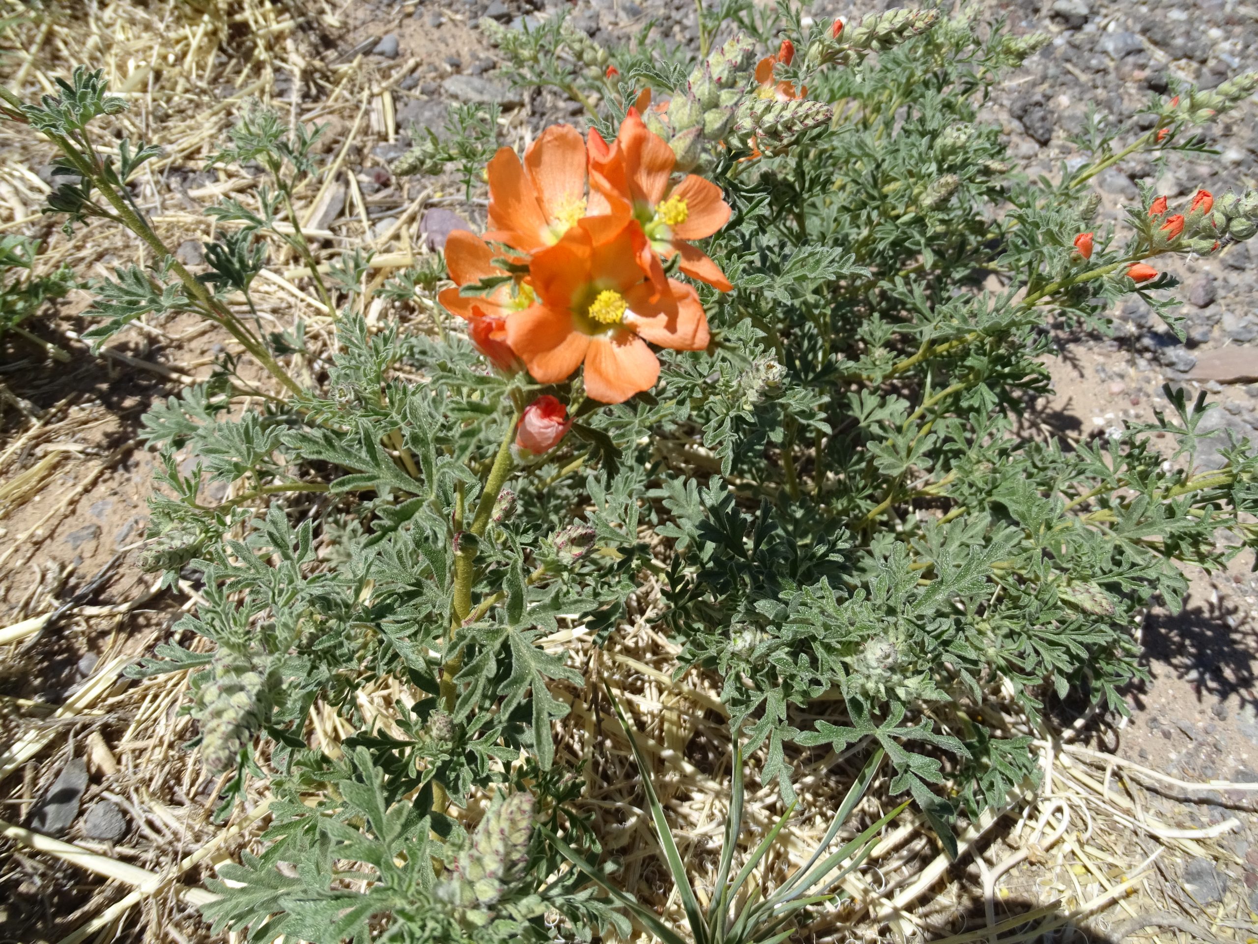 Sphaeralcea coccinea