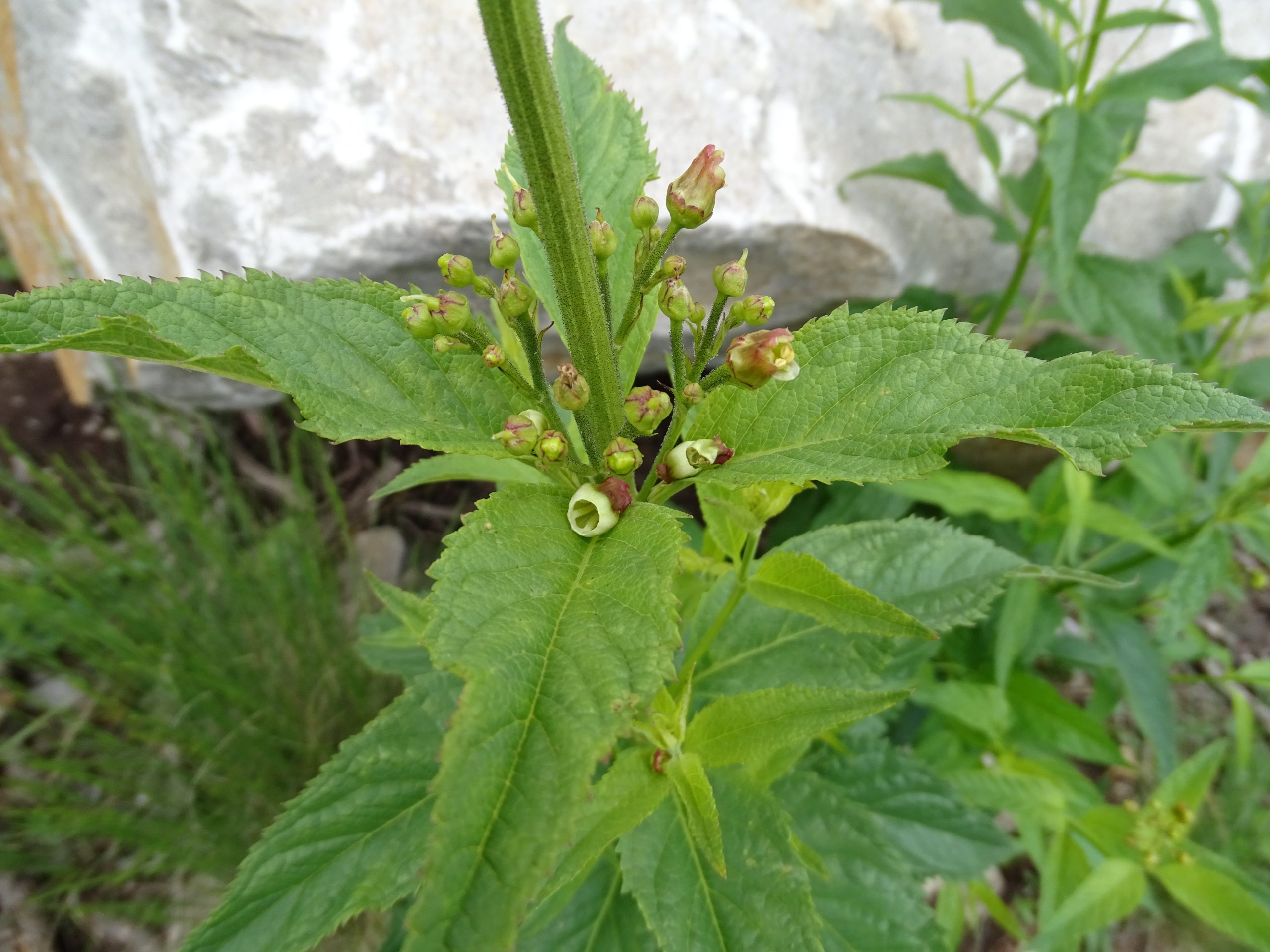 Scrophularia montana