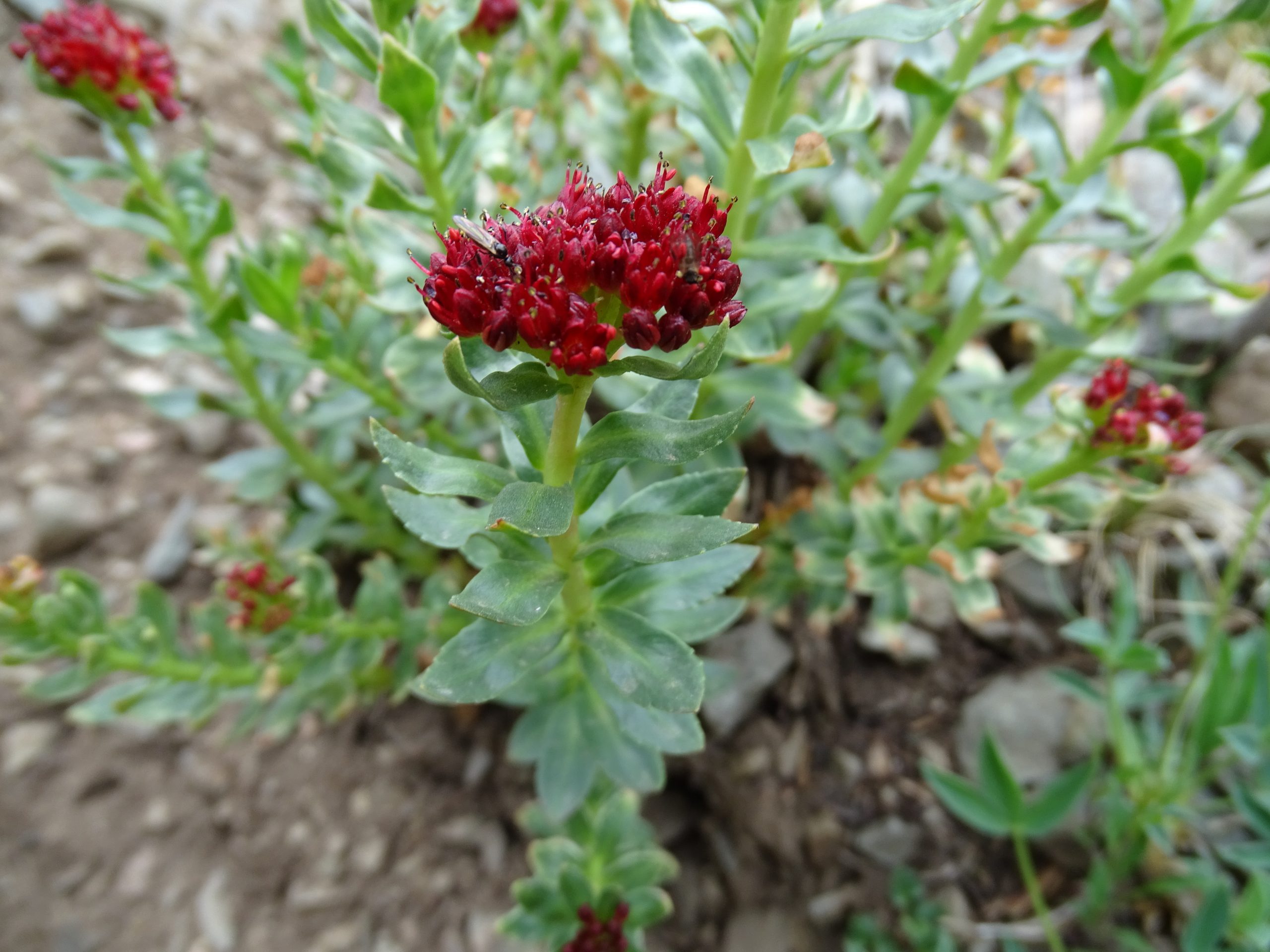 Sedum integrifolium