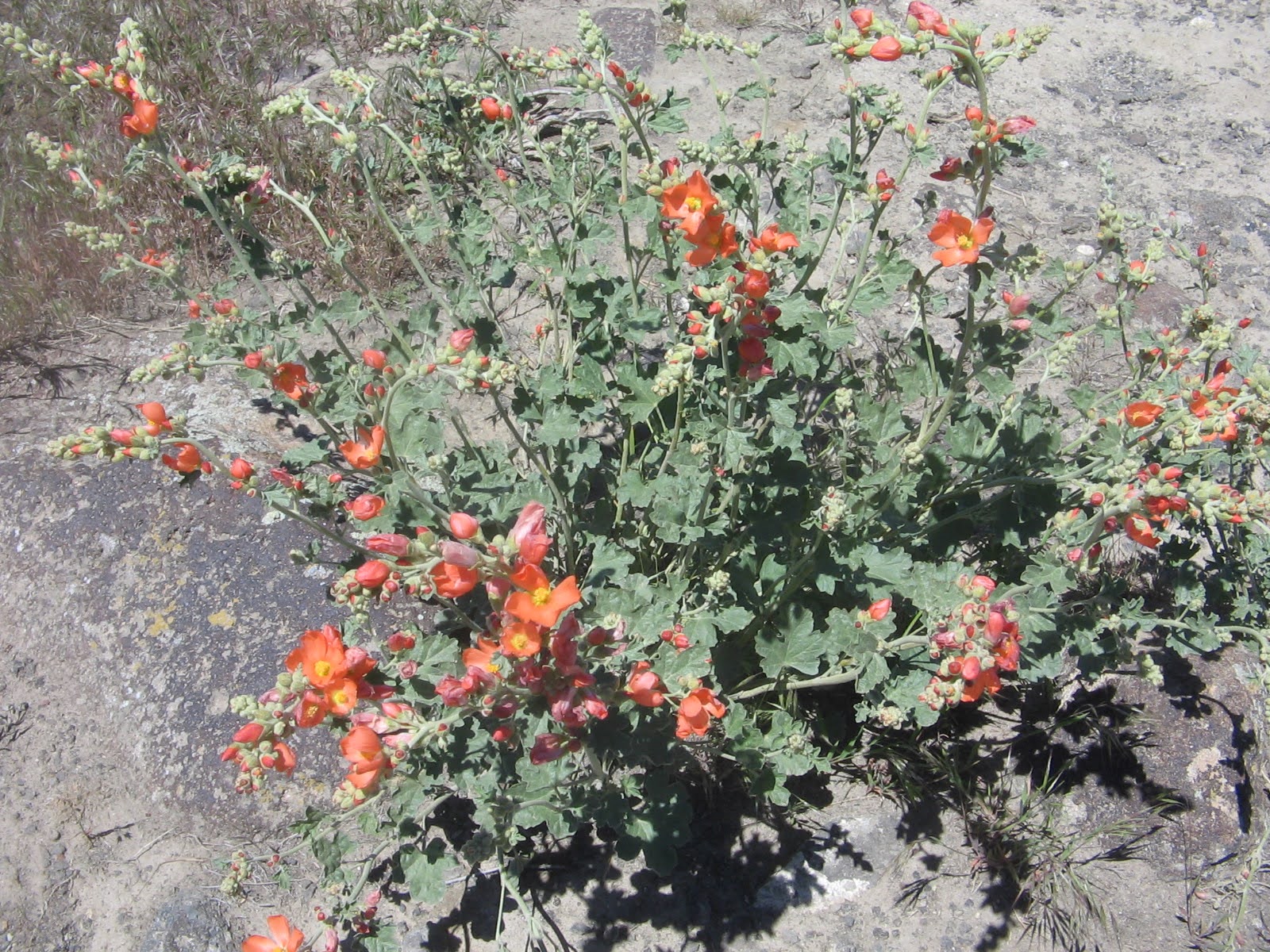 Sphaeralcea parvifolia