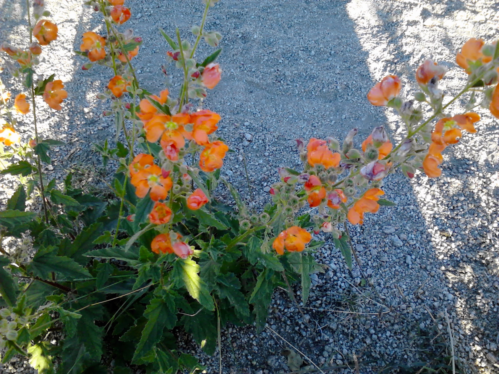 Sphaeralcea hastulata