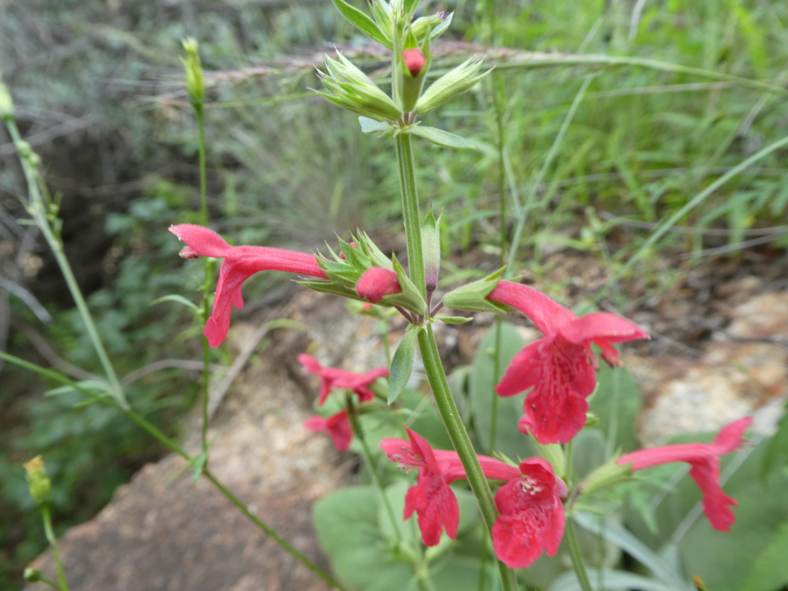 Stachys coccinea