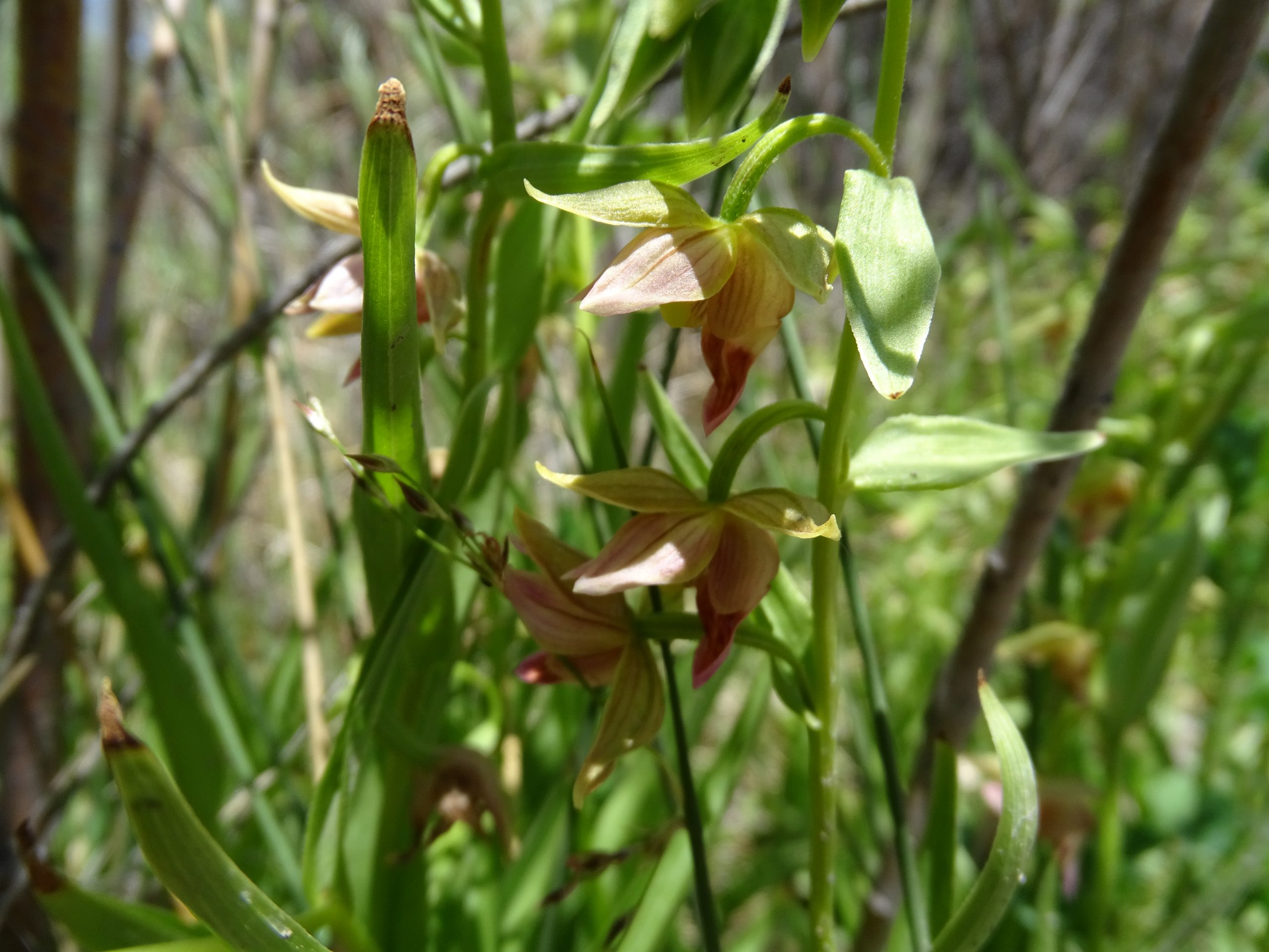 Epipactis gigantea