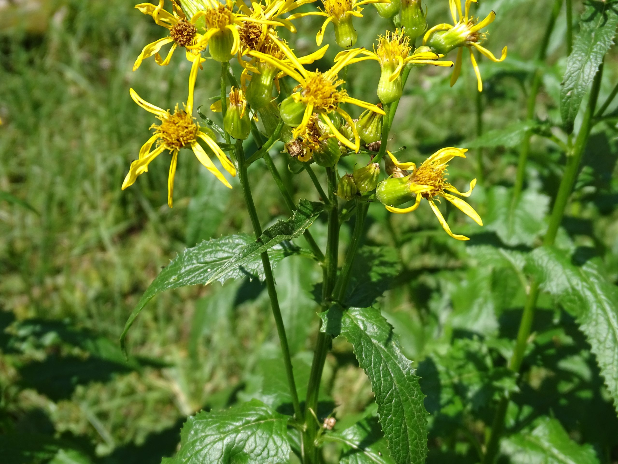 Senecio triangularis