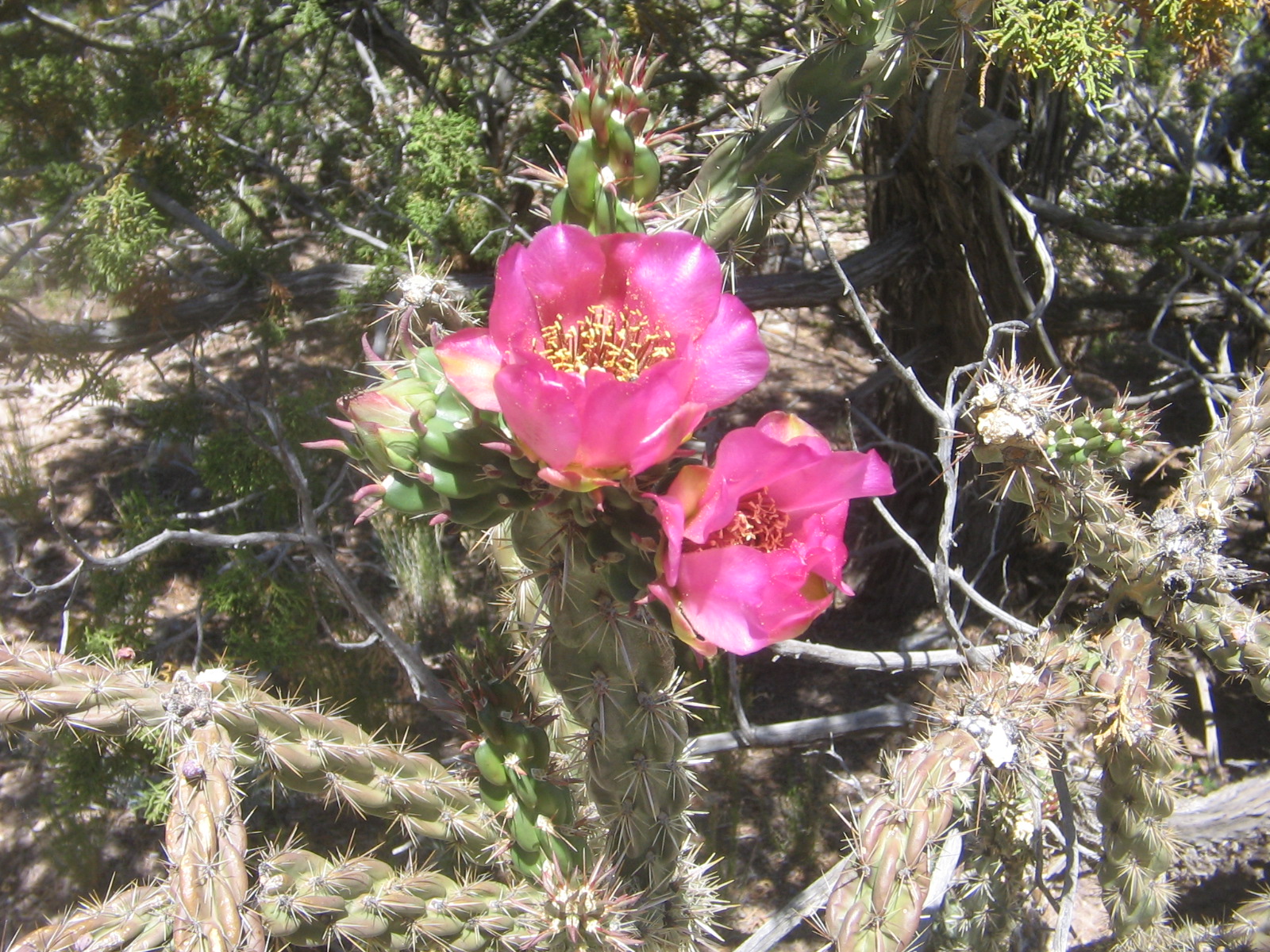 Cylindropuntia imbricata