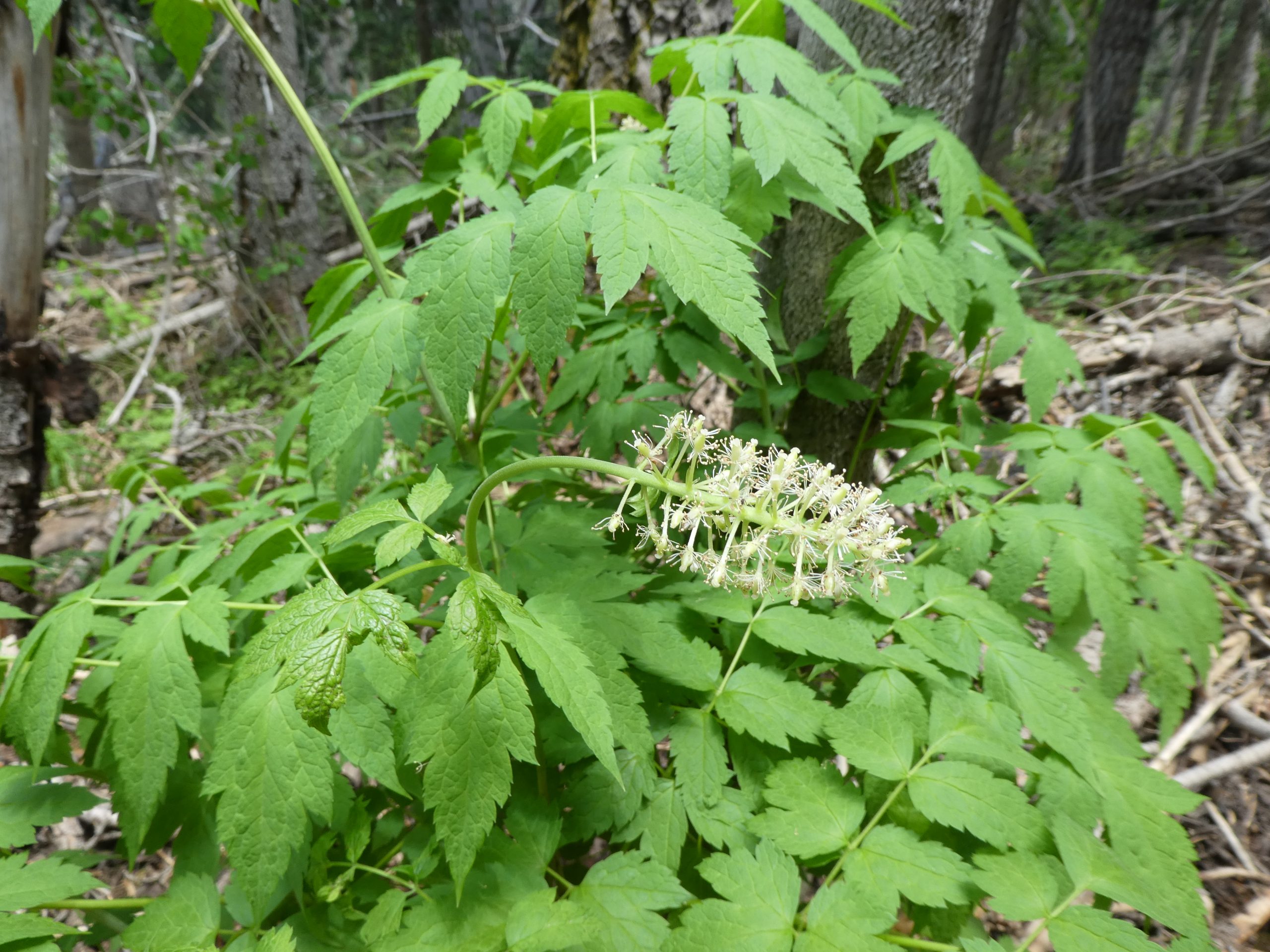 Actaea rubra