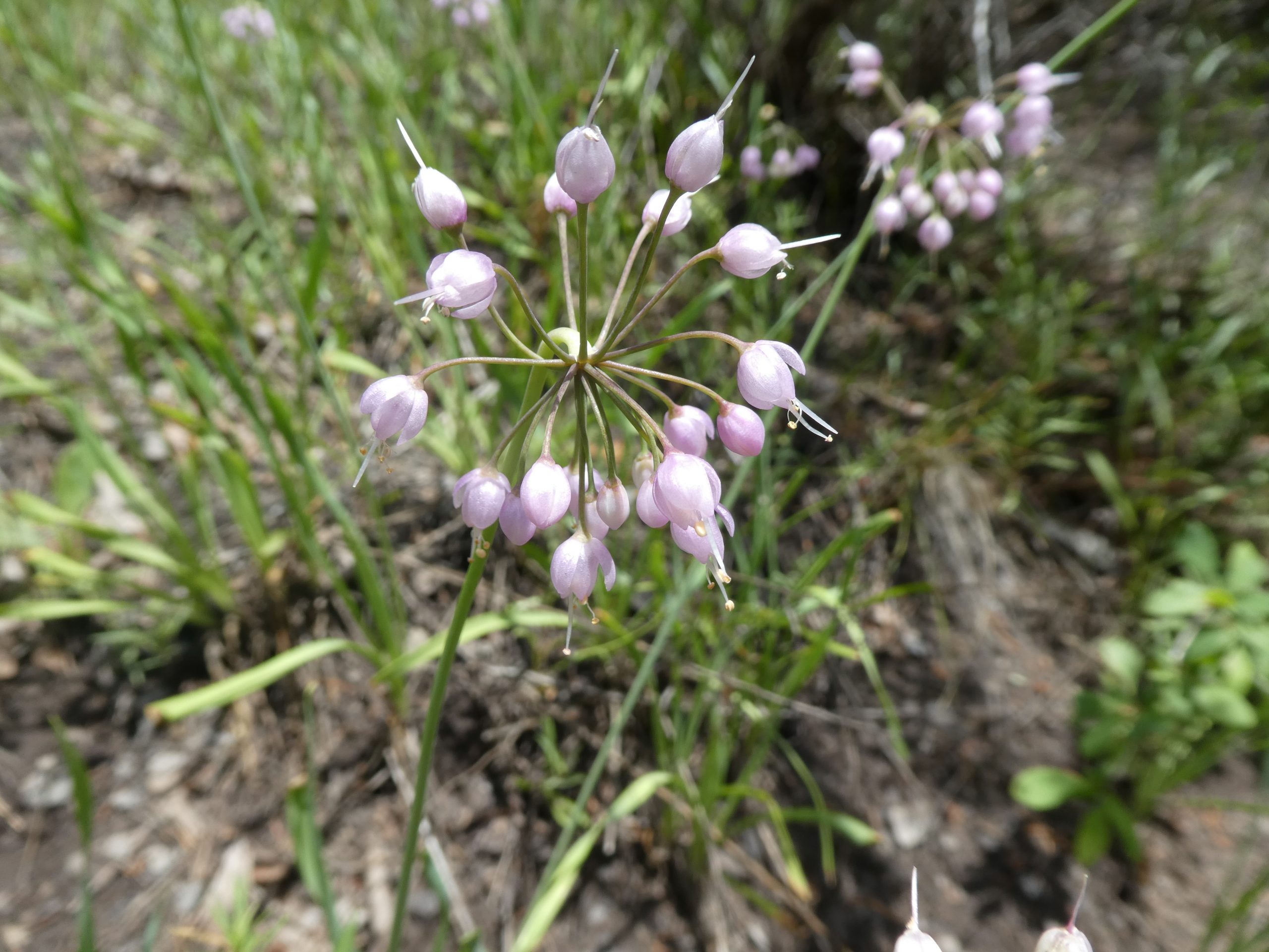 Allium cernuum