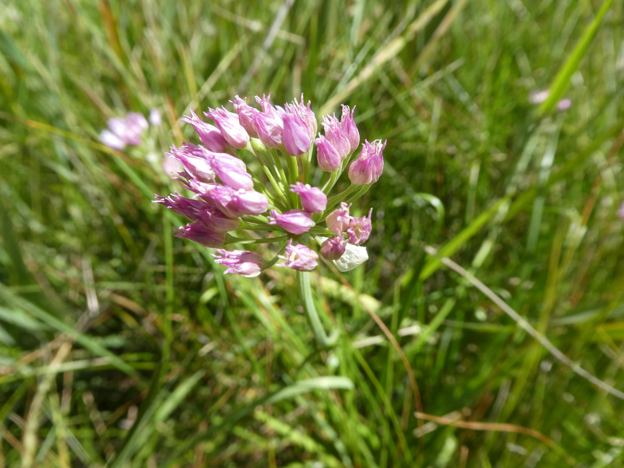 Allium geyeri