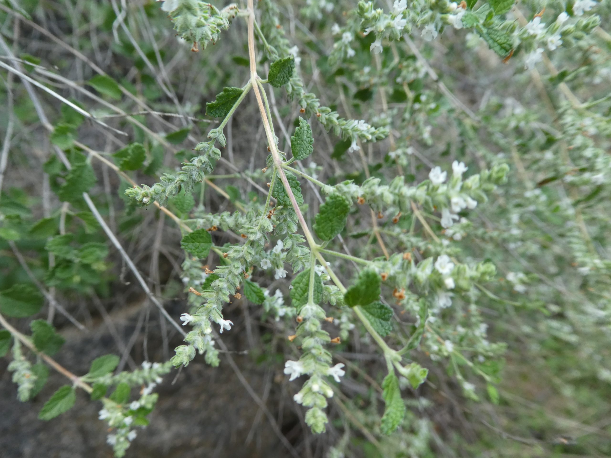 Aloysia wrightii