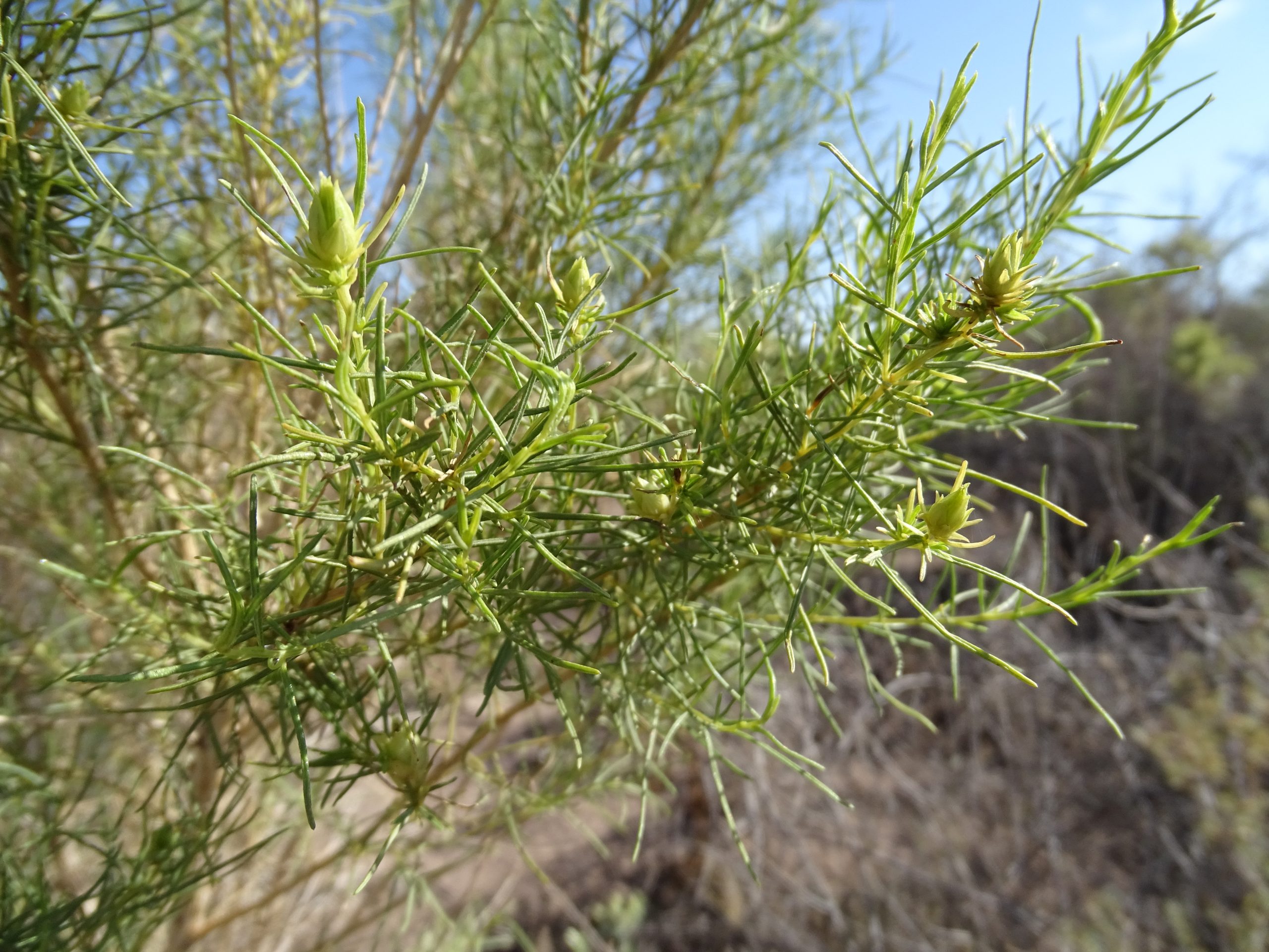 Ambrosia monogyra