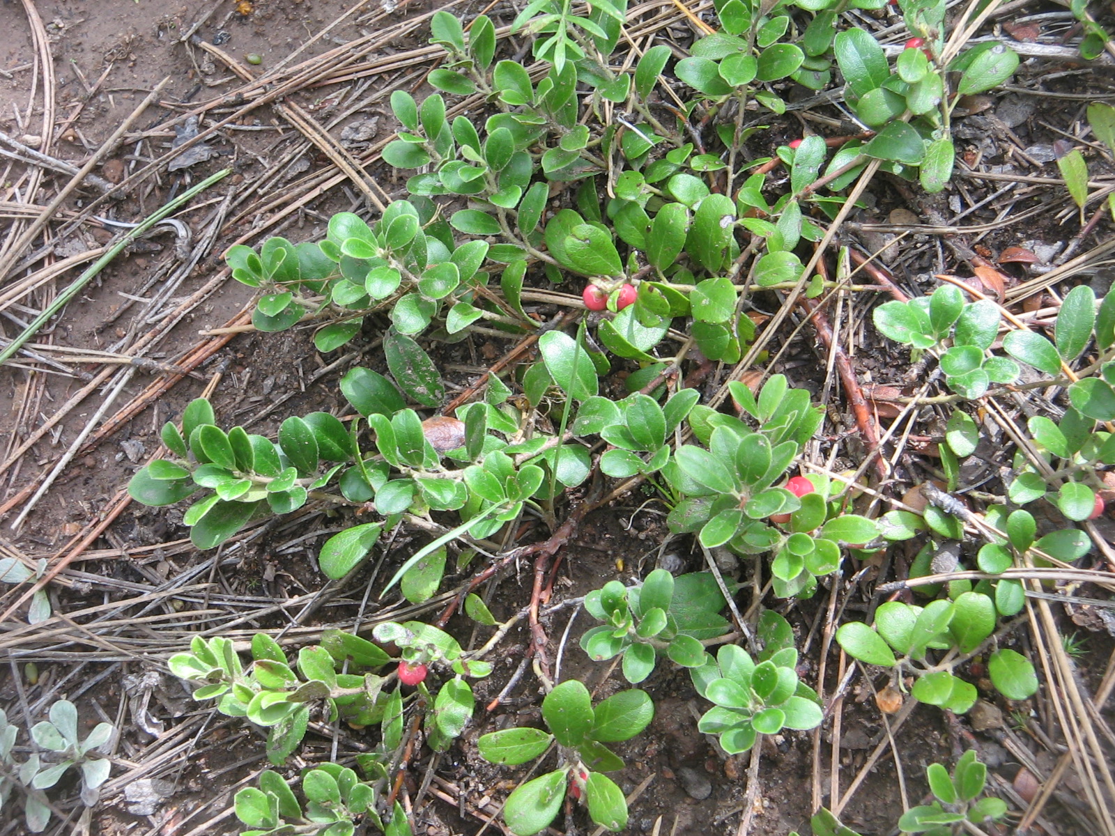 Arctostaphylos uva-ursi