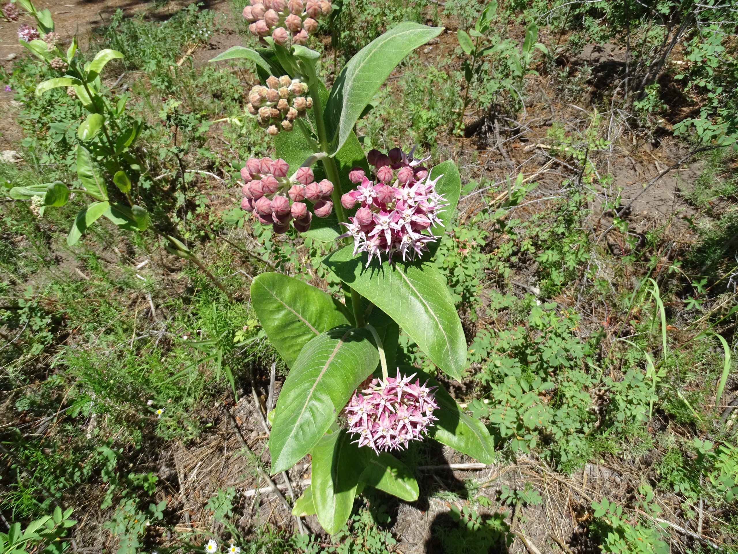 Asclepius specioso