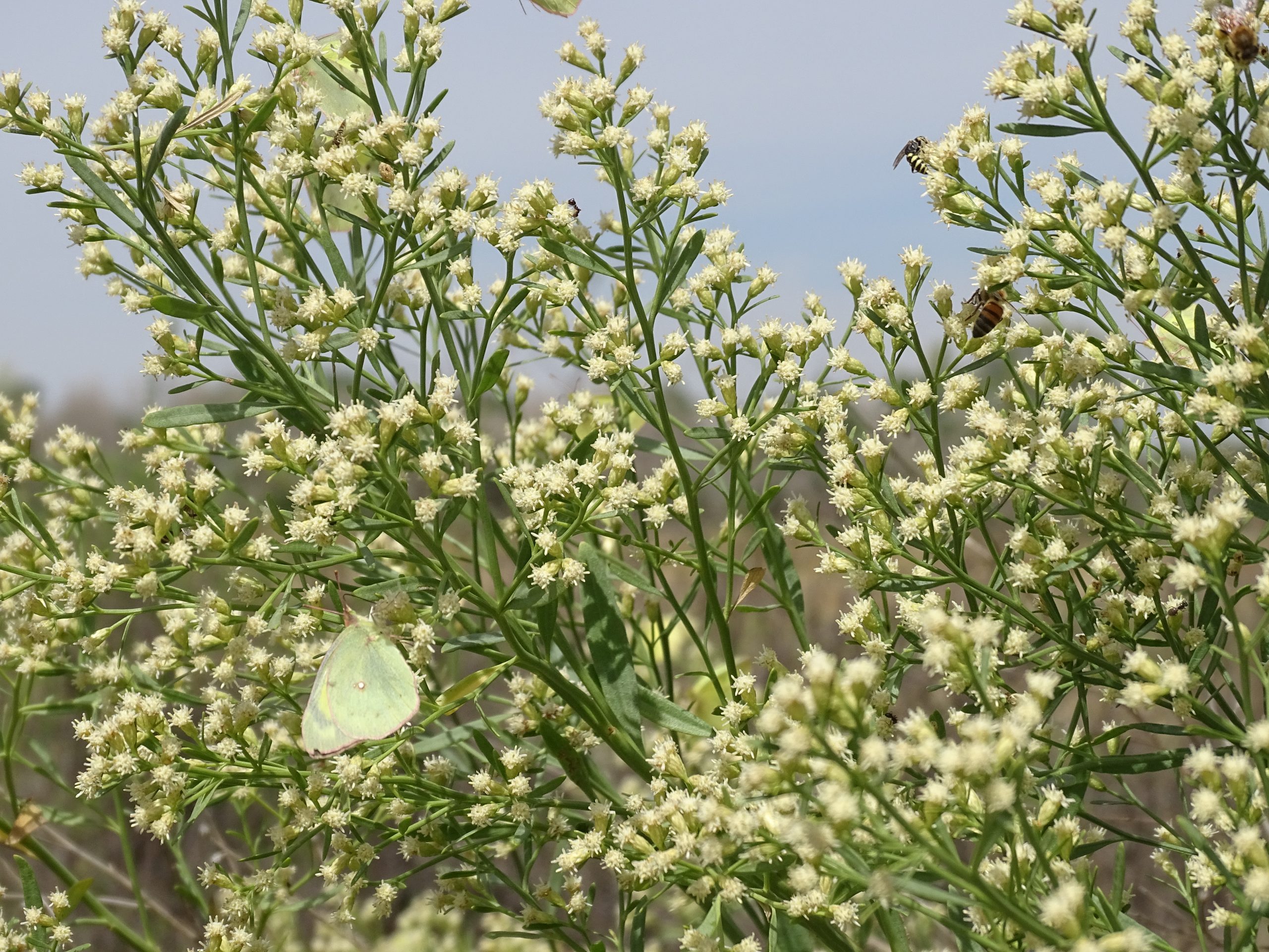 Baccharis salicifolia