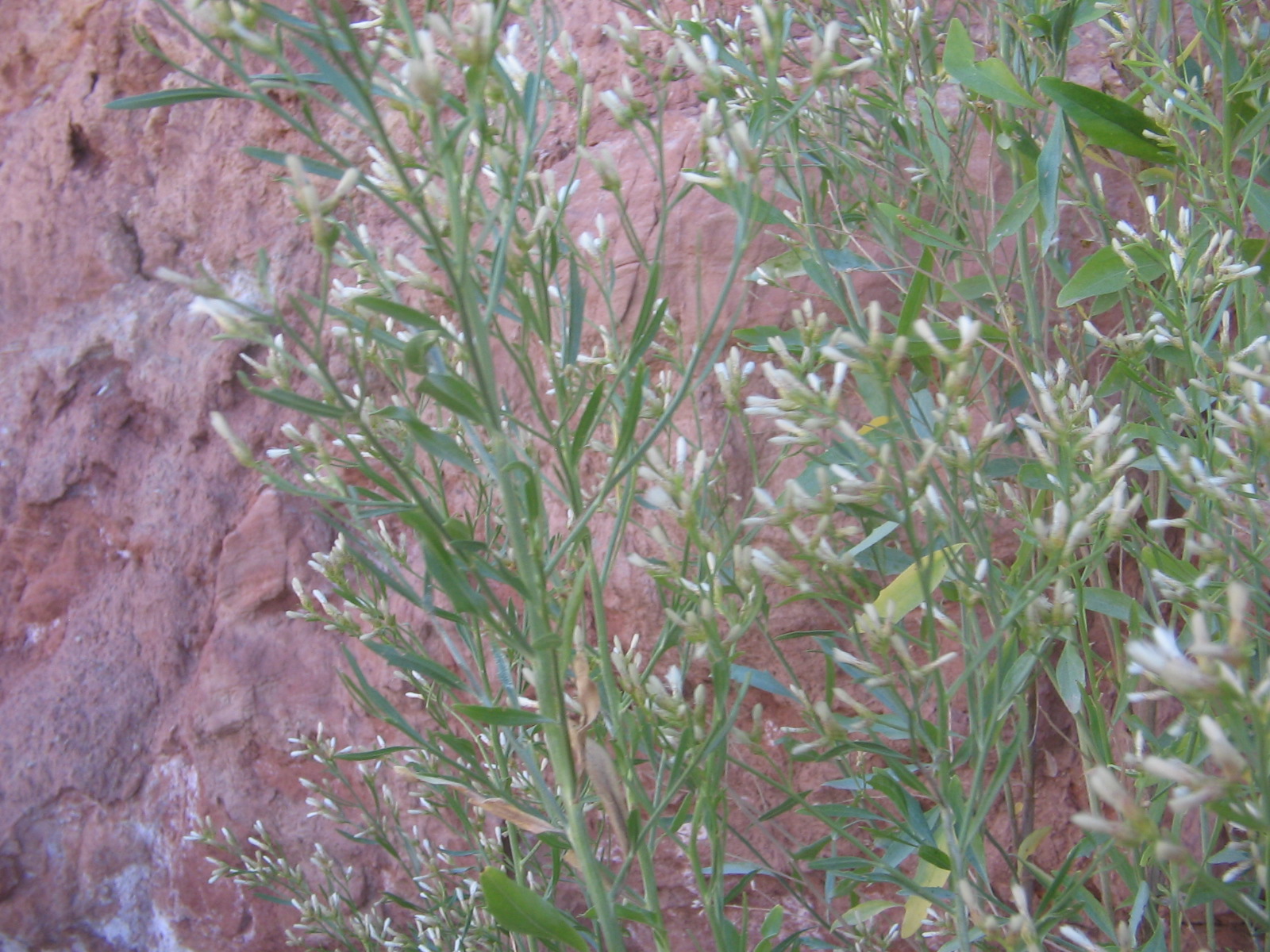 Baccharis salicina