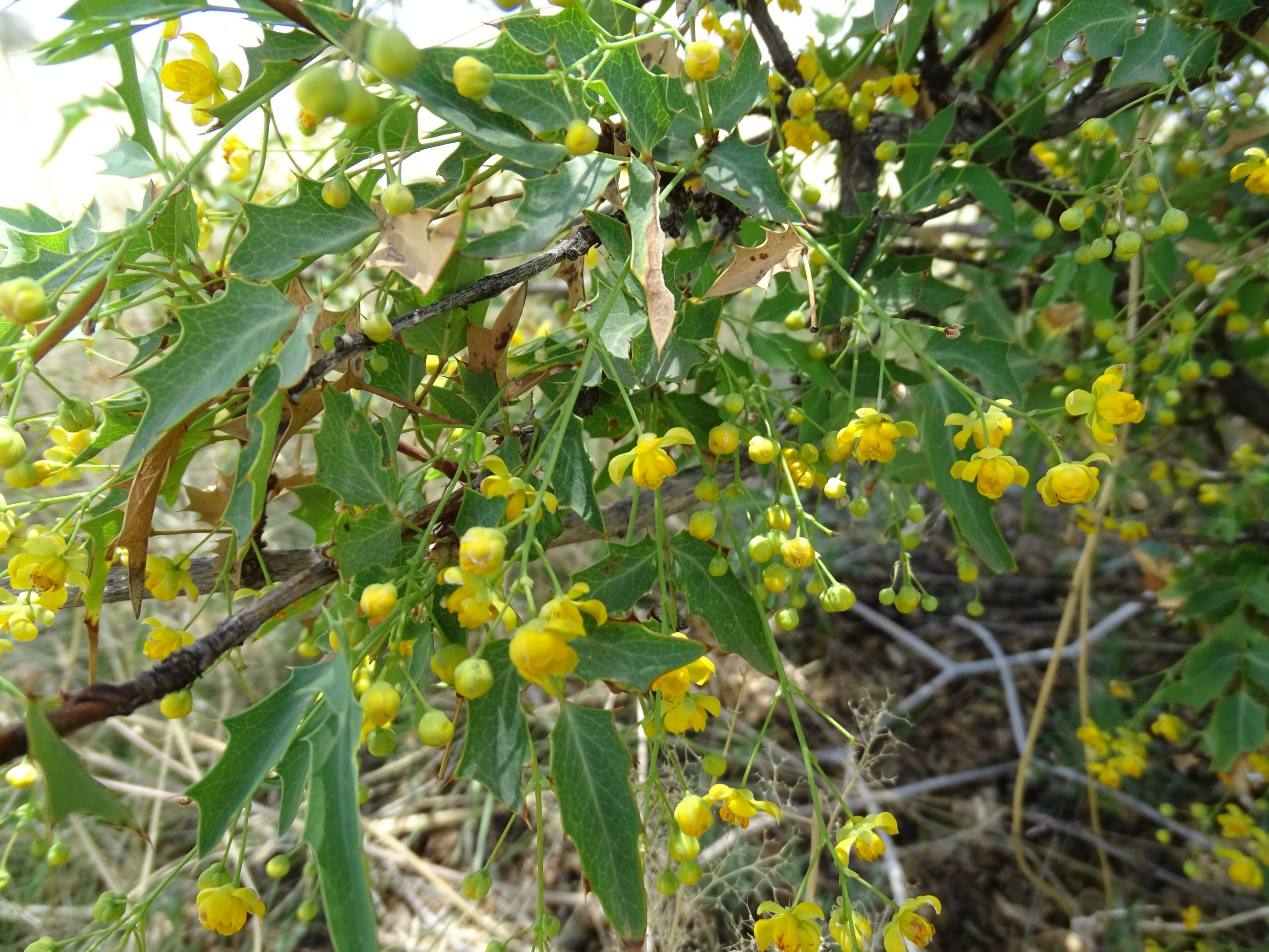 Berberis haemotocarpa